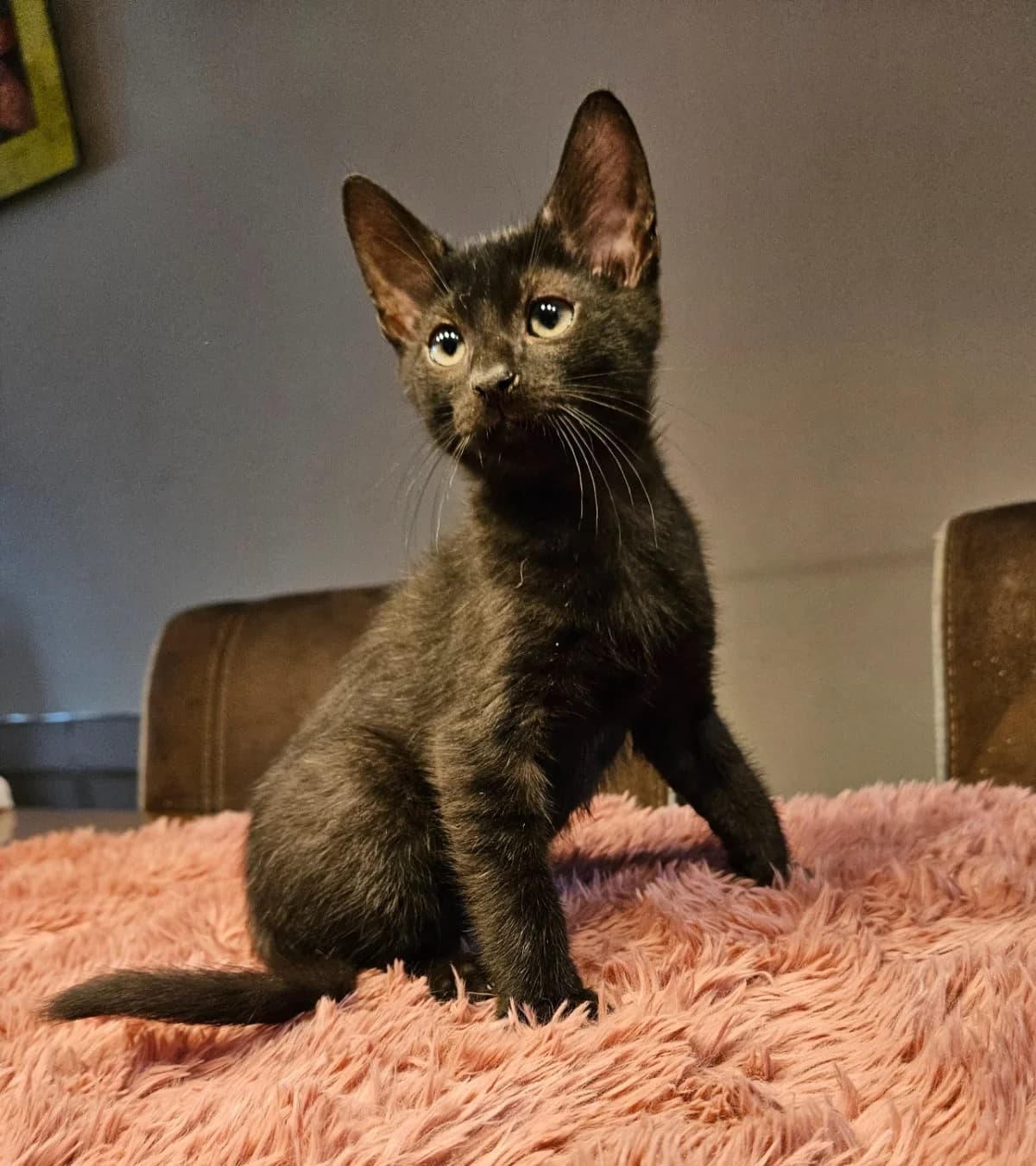 Maus,  puppy mixed breed for adoption at Hokazo, Uden