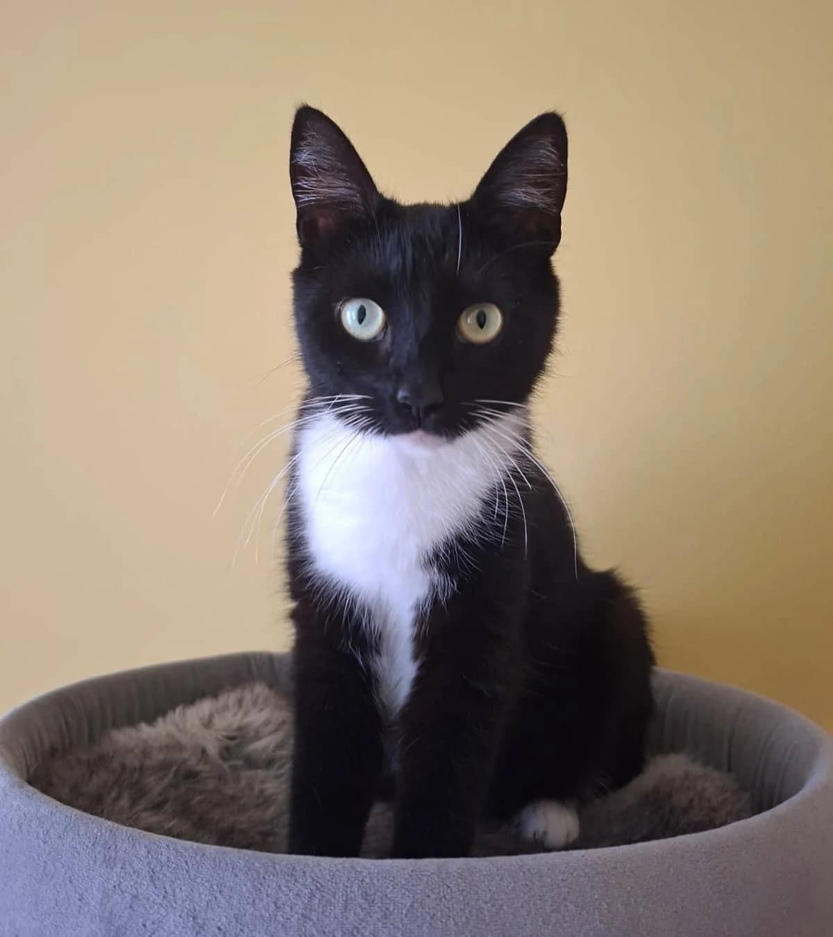 Meis,  3yo mixed breed for adoption at Hokazo, Uden