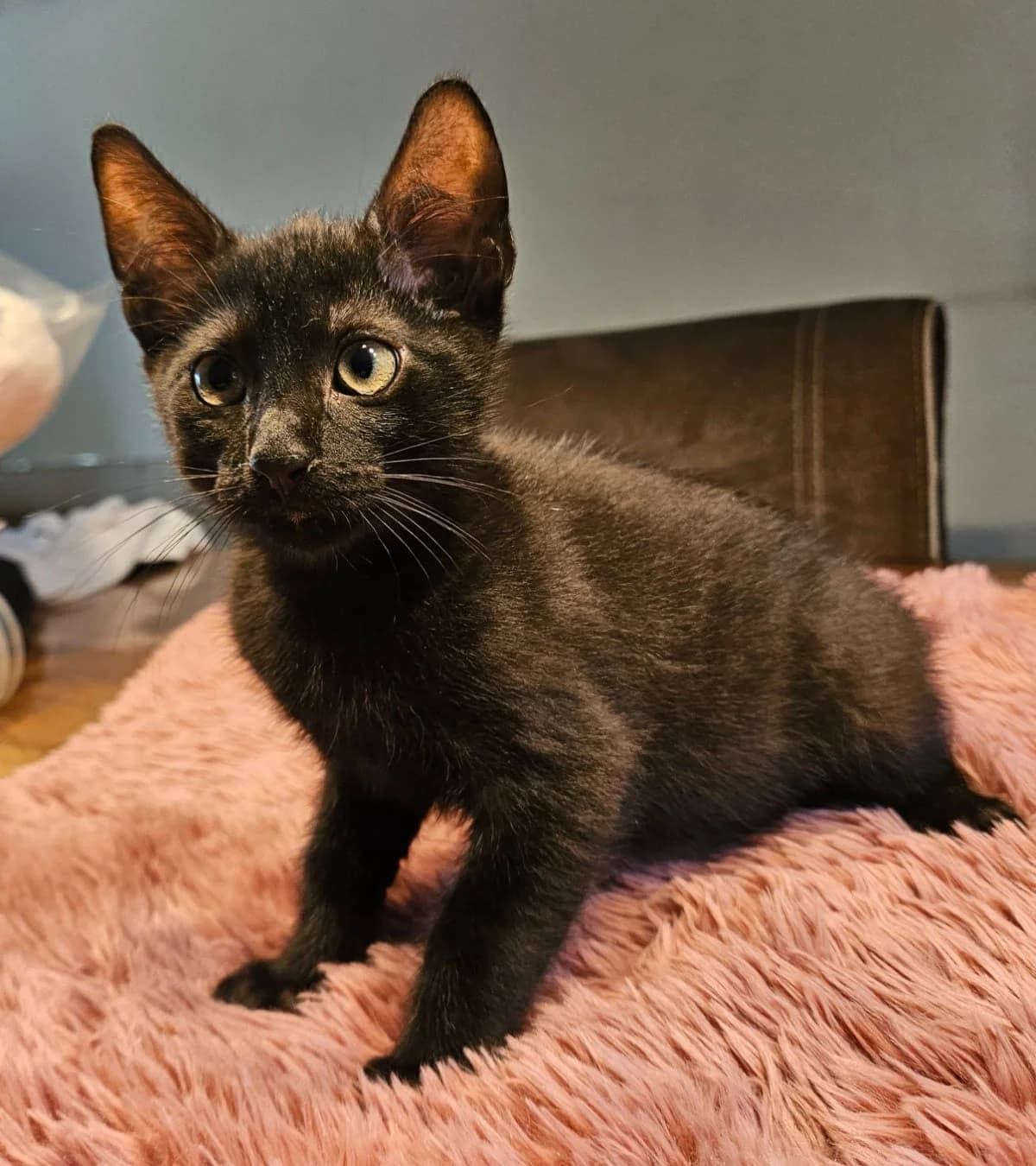 Midnight,  puppy mixed breed for adoption at Hokazo, Uden