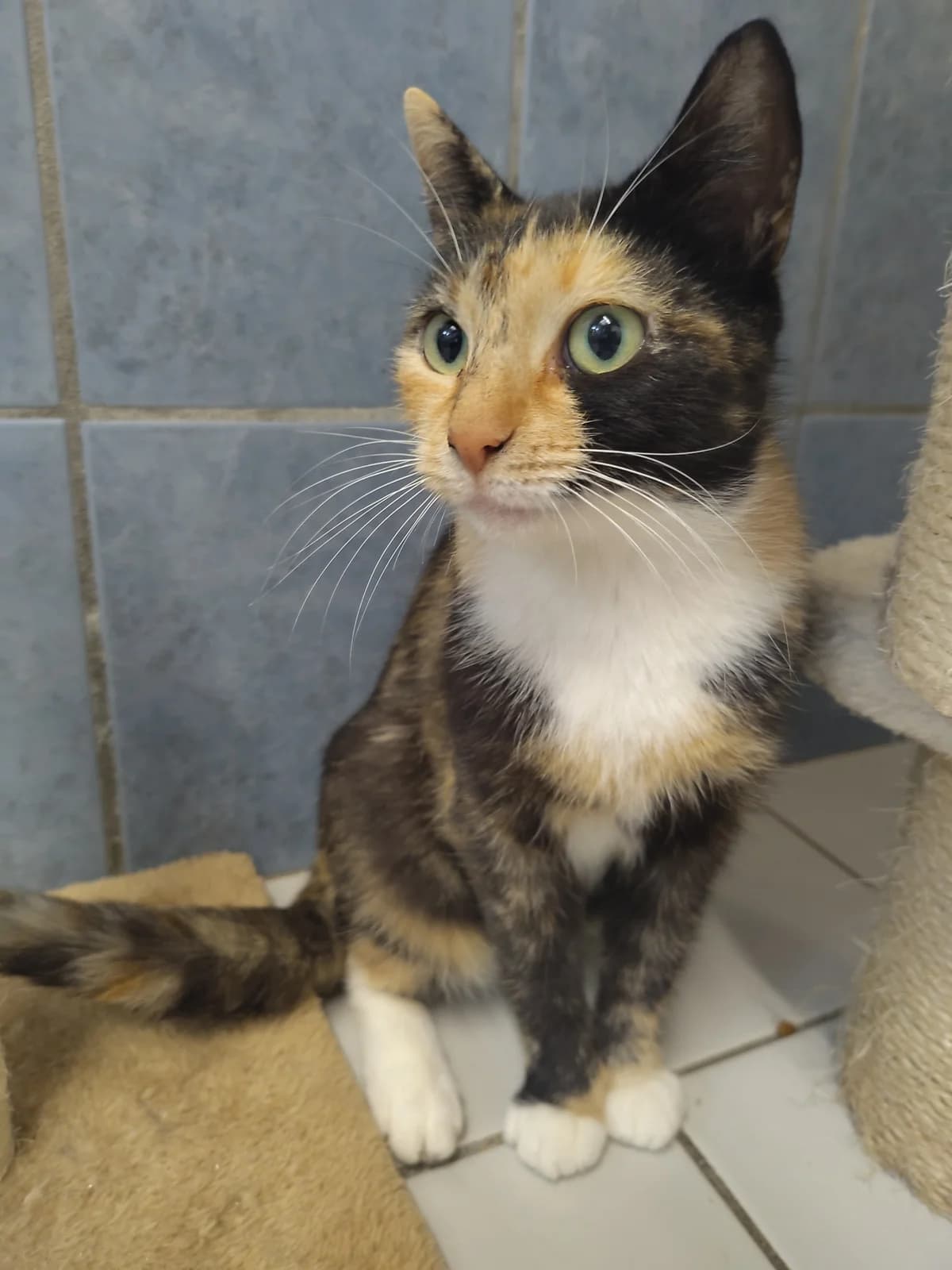 Miesje,  senior mixed breed for adoption at Hokazo, Uden