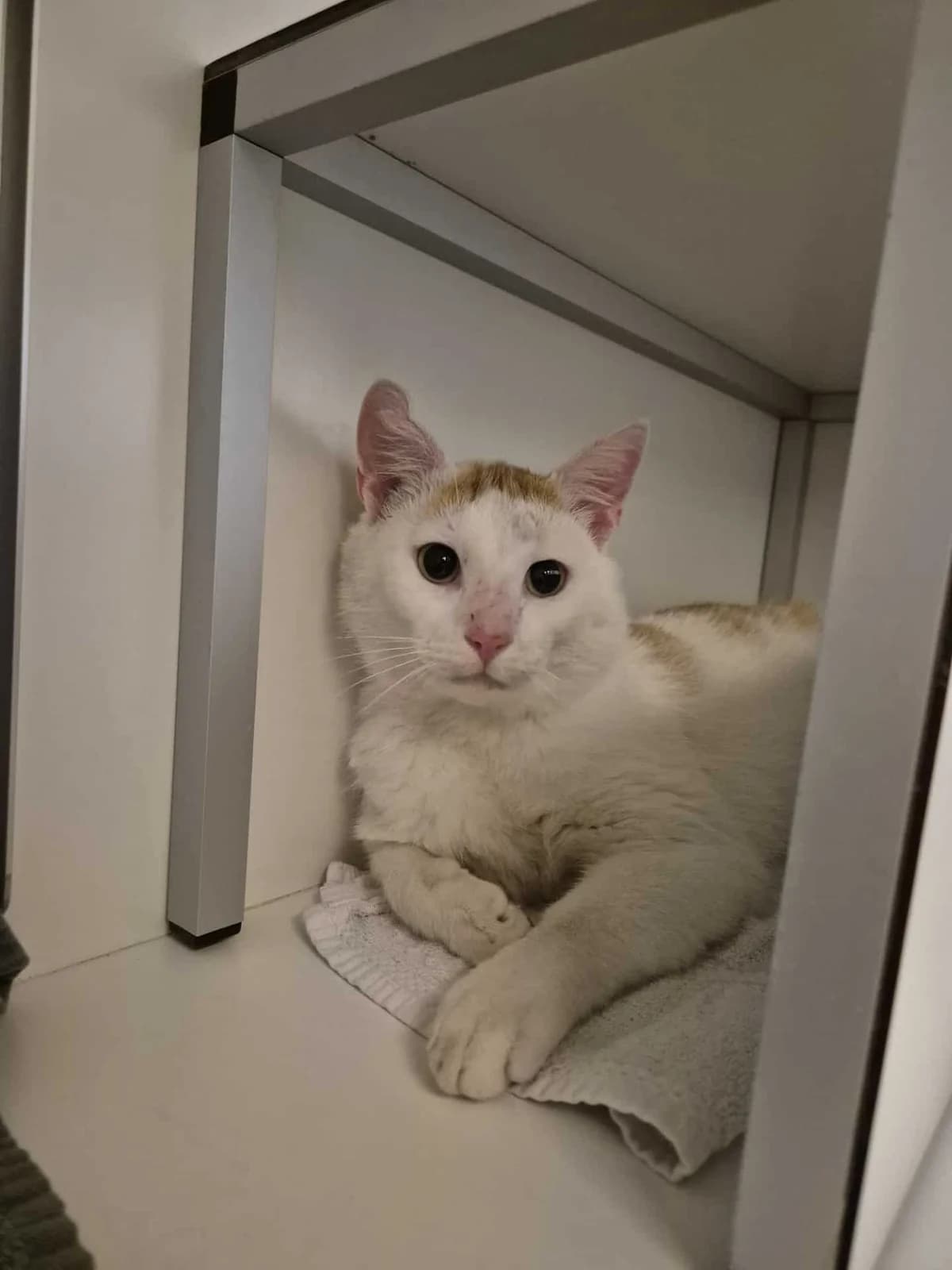 Milo 7855,  mixed breed for adoption at Hokazo, Uden
