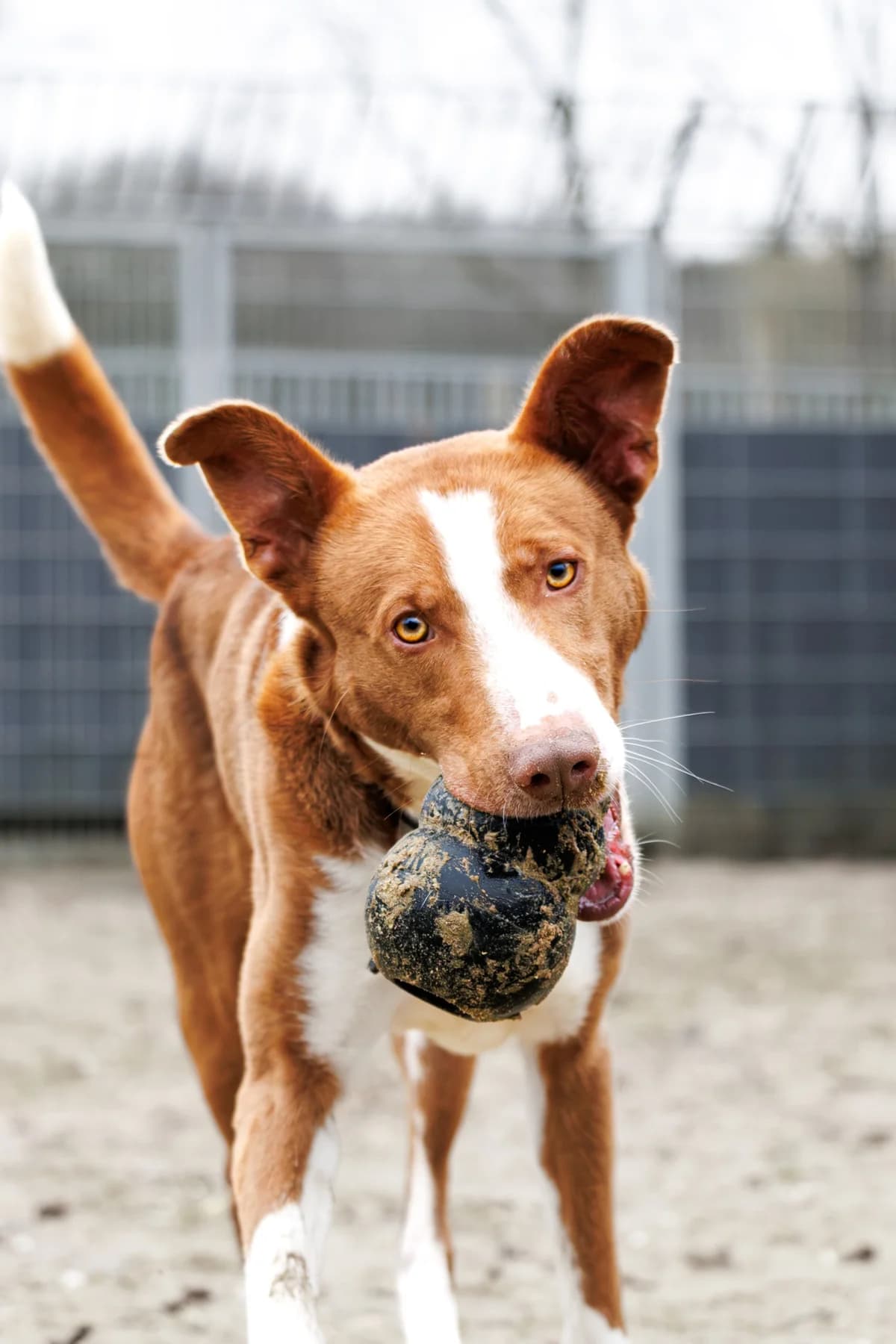 Mufasa, male young Podenco for adoption at Hokazo, Uden