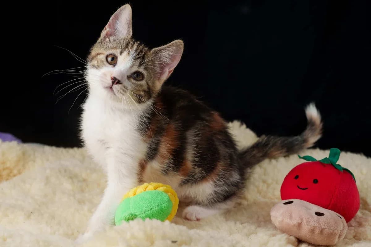 Muis,  mixed breed for adoption at Hokazo, Uden