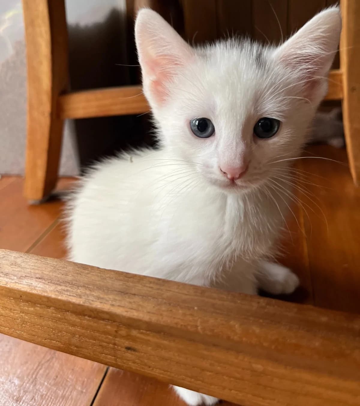Nala,  mixed breed for adoption at Hokazo, Uden
