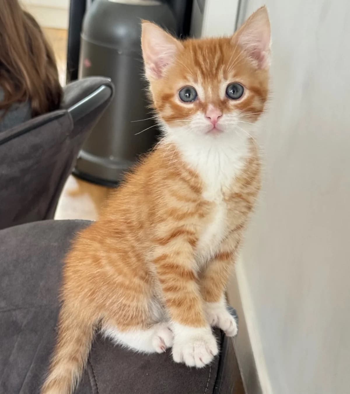 Nugget,  mixed breed for adoption at Hokazo, Uden