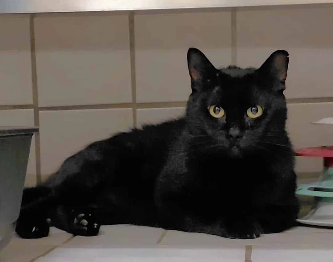Obi,  5yo mixed breed for adoption at Hokazo, Uden
