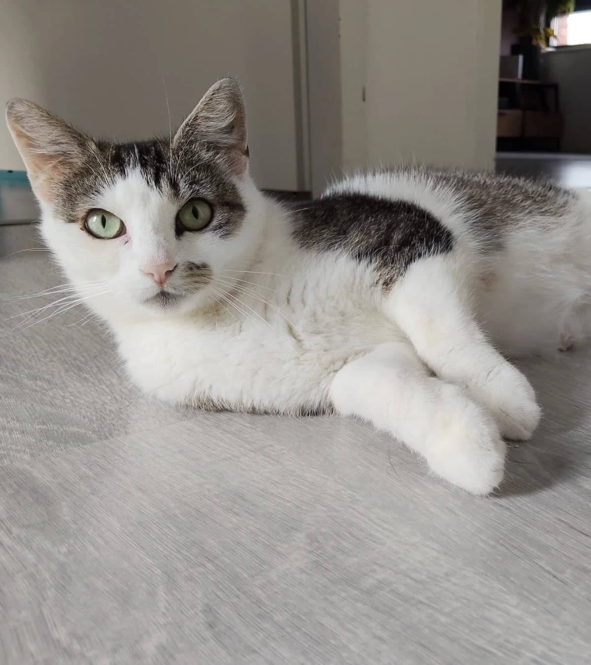 Oda,  5yo mixed breed for adoption at Hokazo, Uden