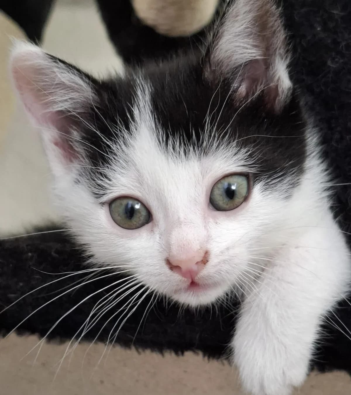 Olaf,  puppy mixed breed for adoption at Hokazo, Uden