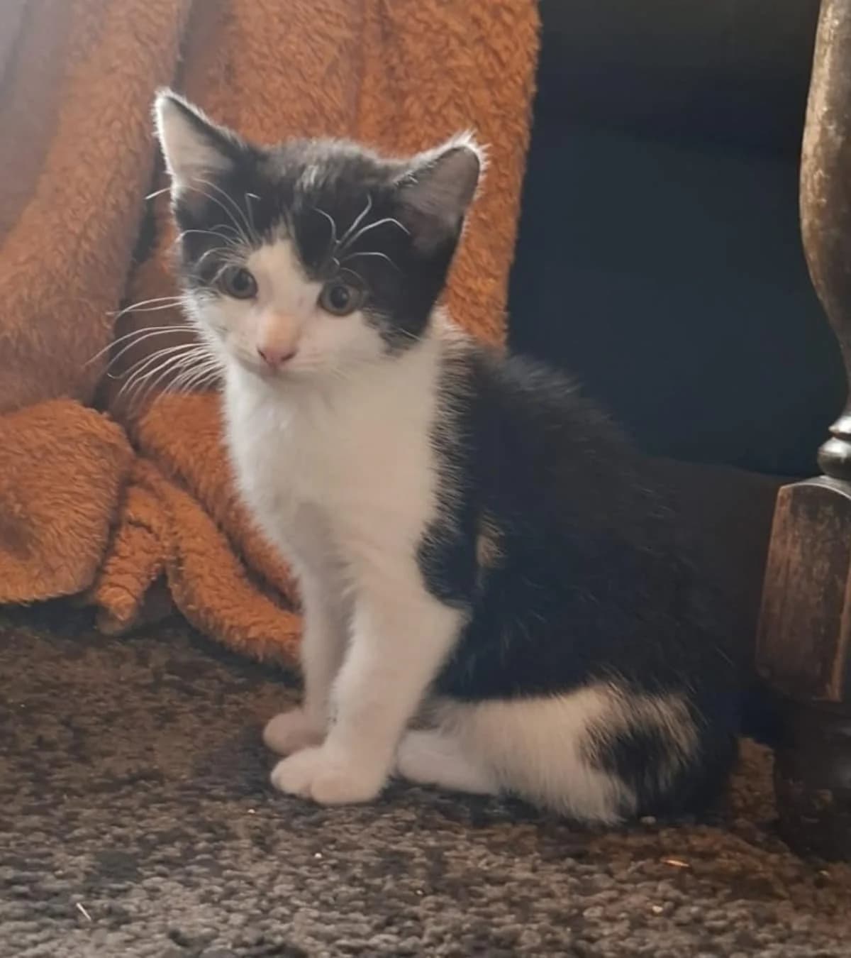 Olivier,  puppy mixed breed for adoption at Hokazo, Uden