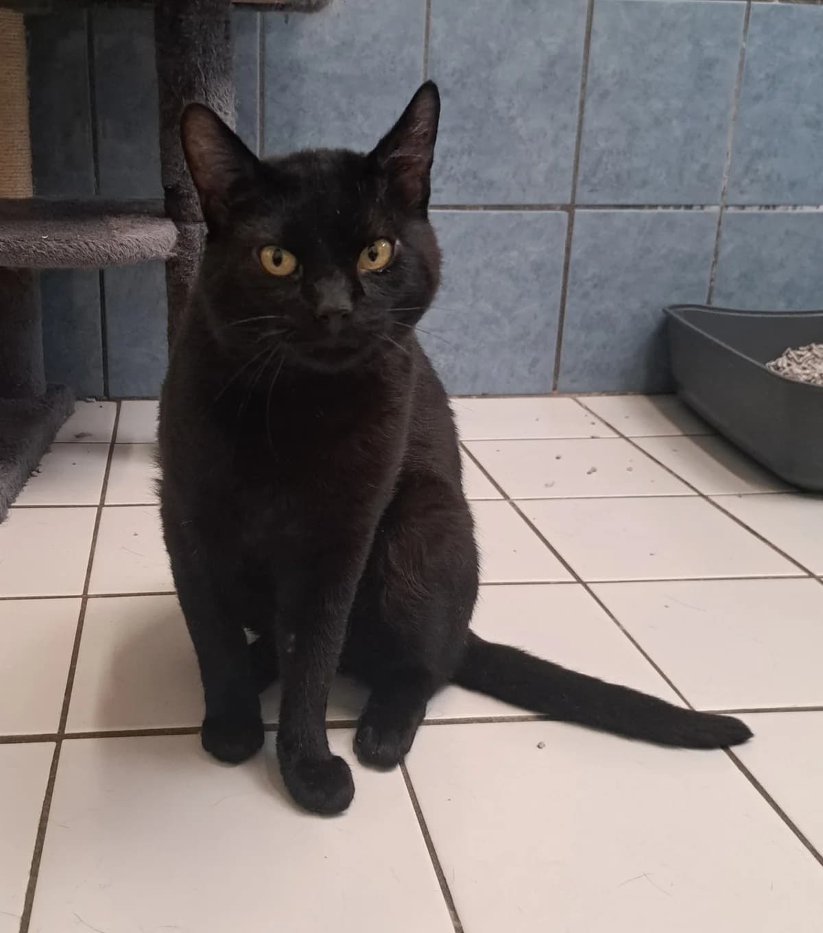 Omar,  4yo mixed breed for adoption at Hokazo, Uden