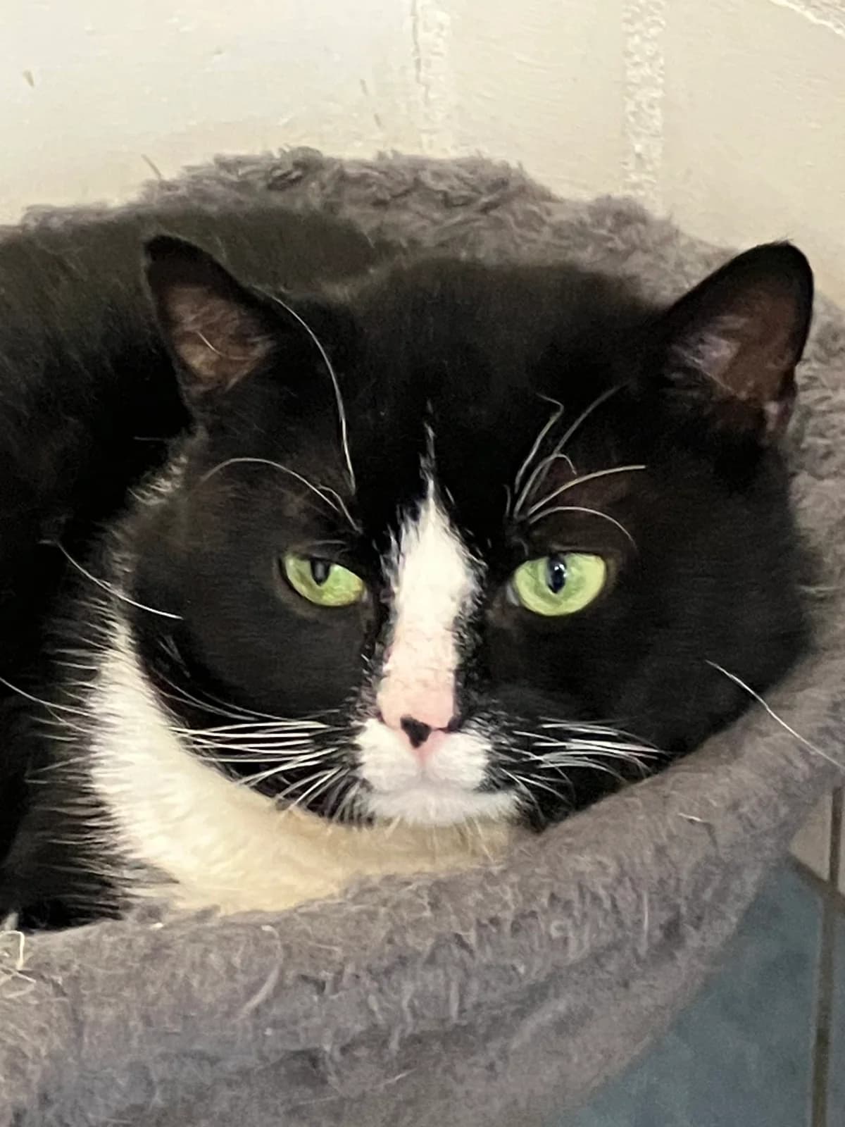Oscar, zwart  3yo mixed breed for adoption at Hokazo, Uden