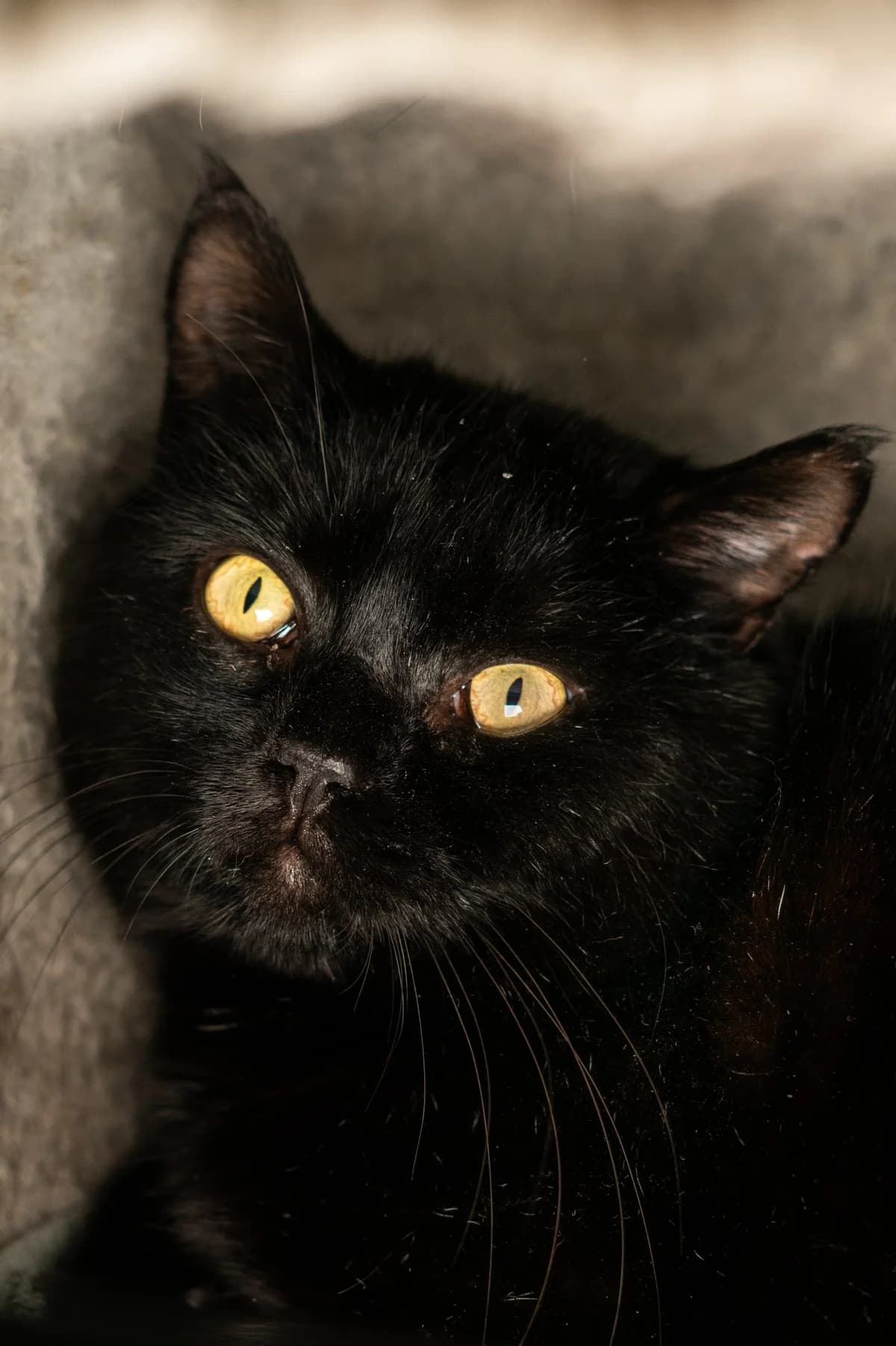 Ozon,  5yo mixed breed for adoption at Hokazo, Uden