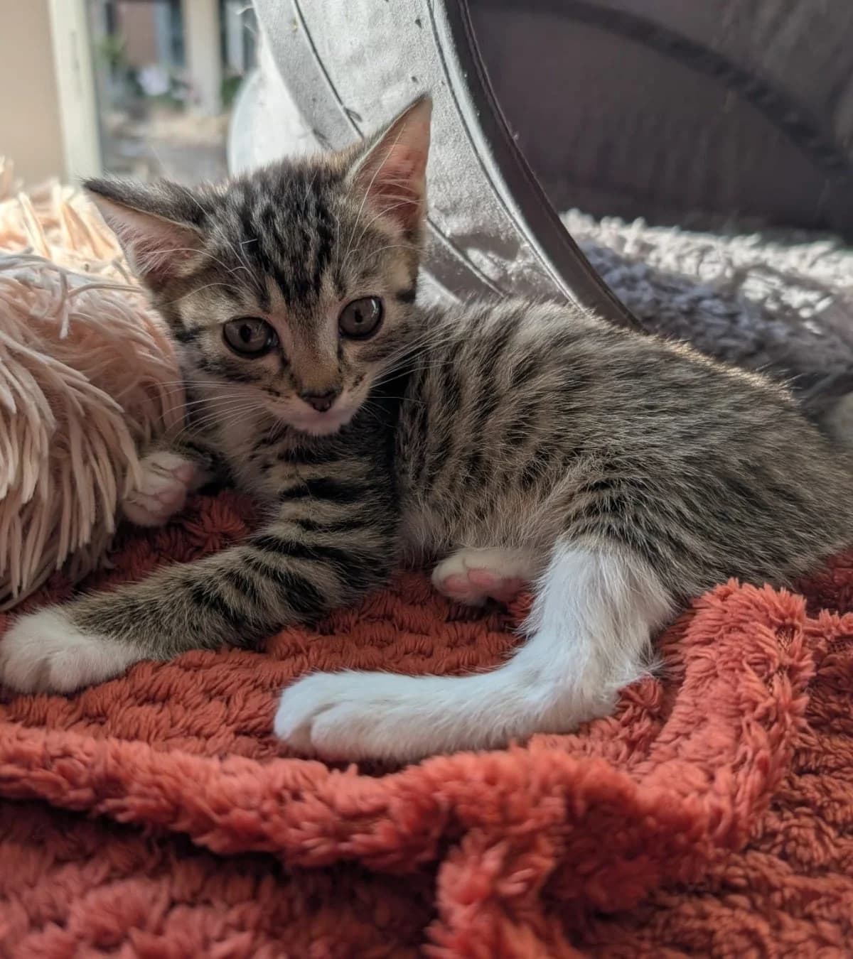 Parsley,  mixed breed for adoption at Hokazo, Uden