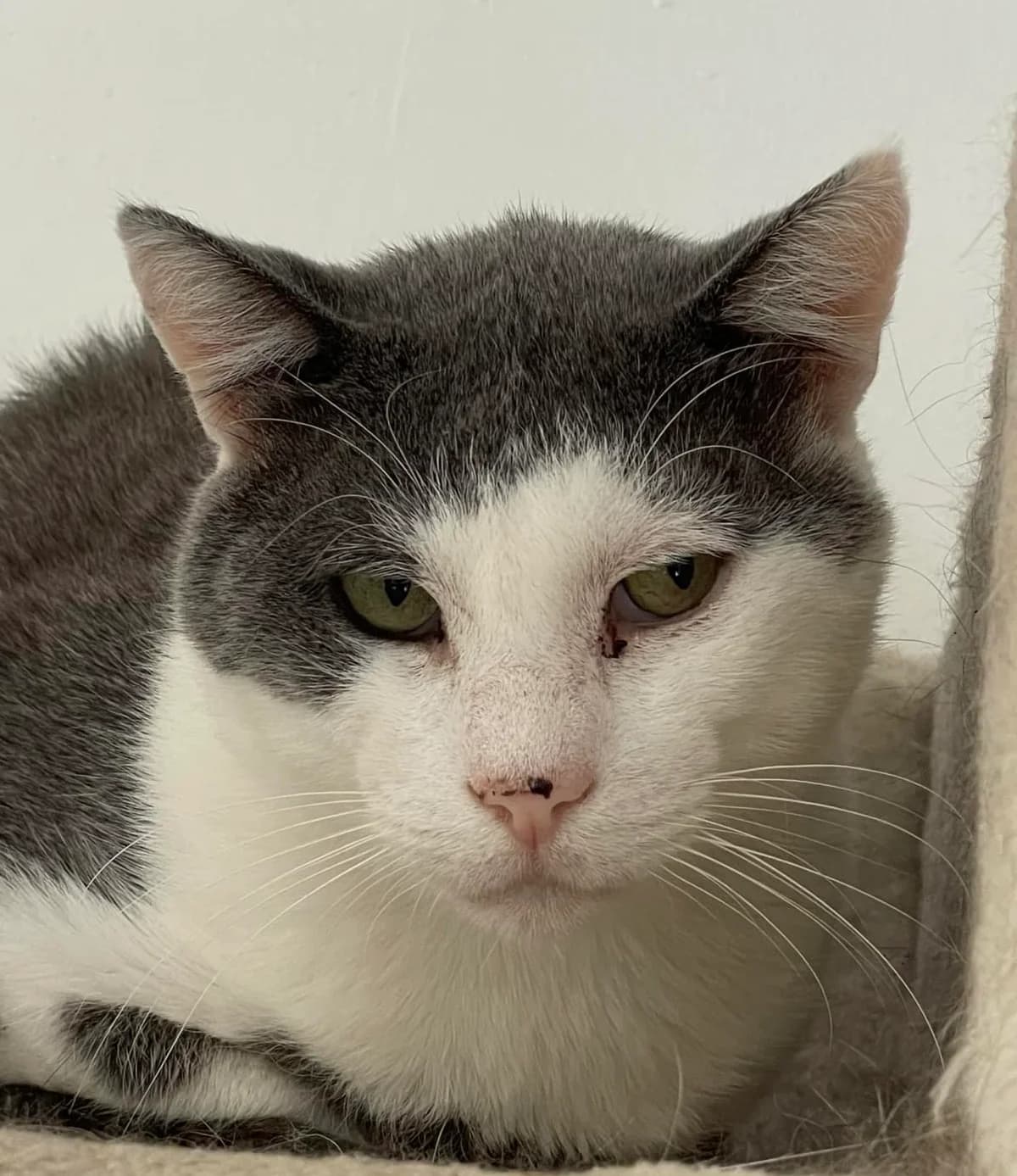 Paul, blauw  7yo mixed breed for adoption at Hokazo, Uden
