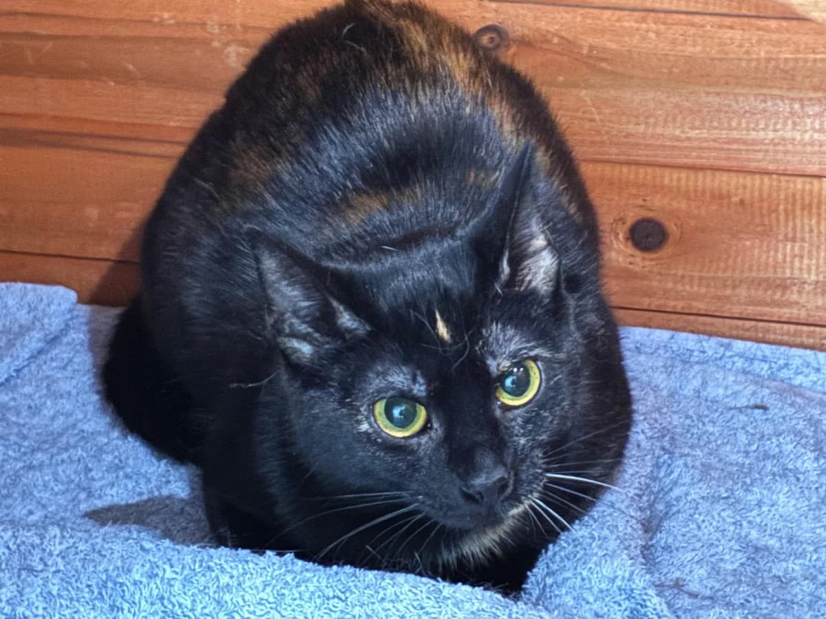Pet,  mixed breed for adoption at Hokazo, Uden