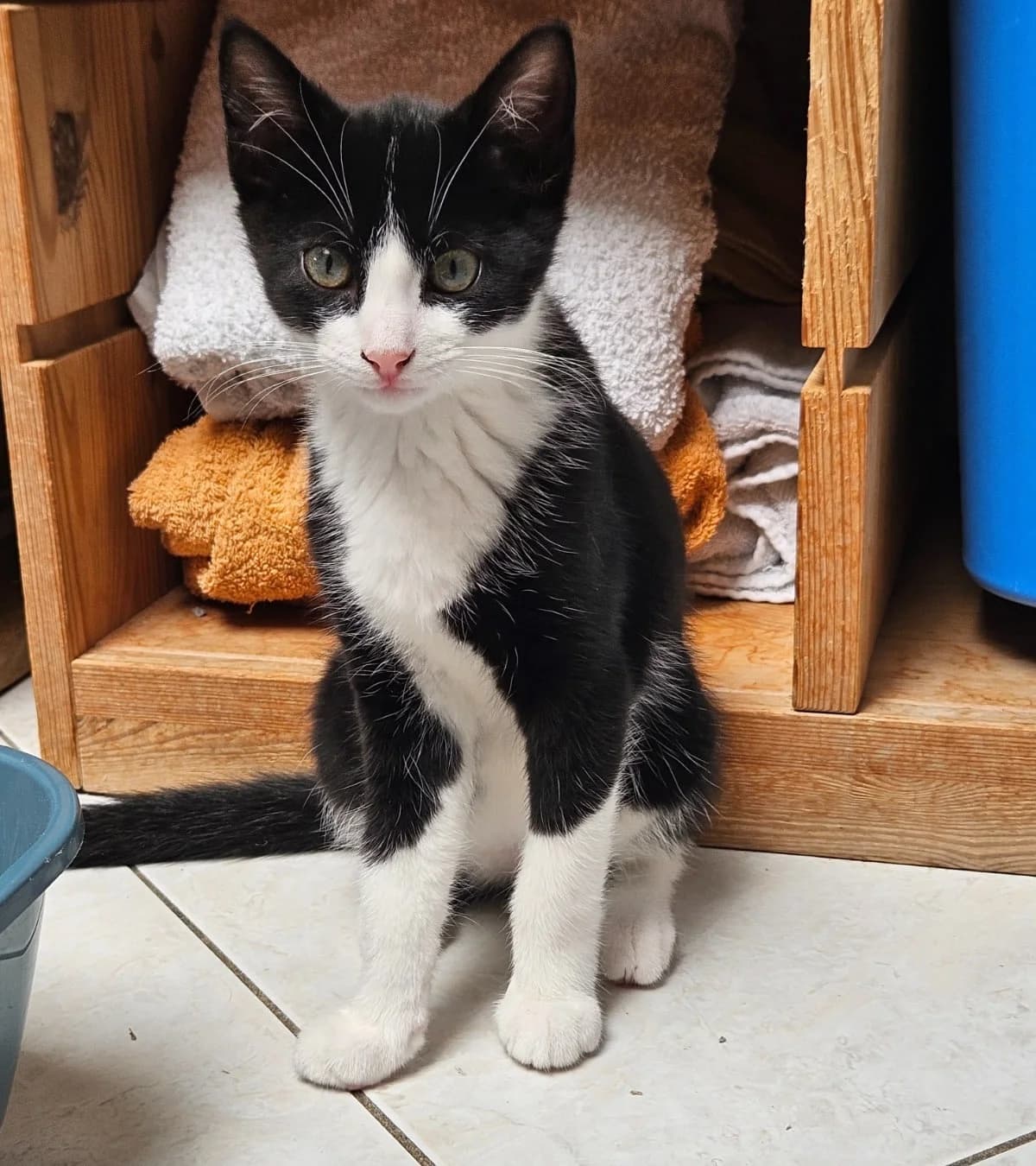 Pierre,  mixed breed for adoption at Hokazo, Uden