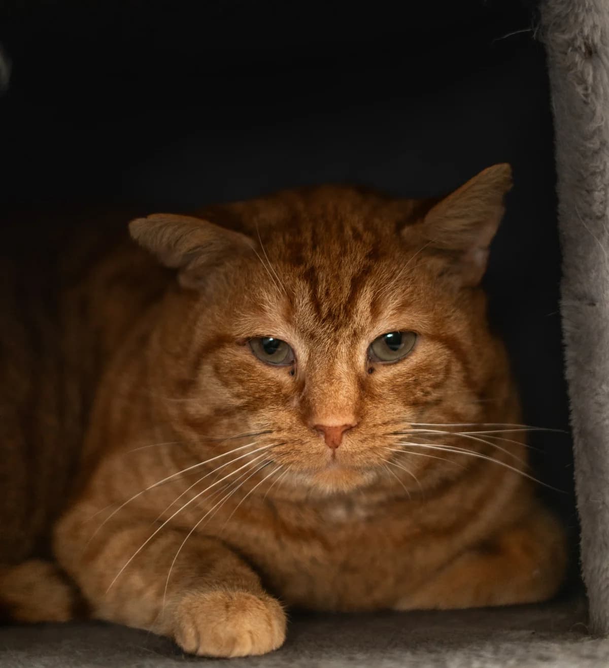 Pikachu,  senior mixed breed for adoption at Hokazo, Uden