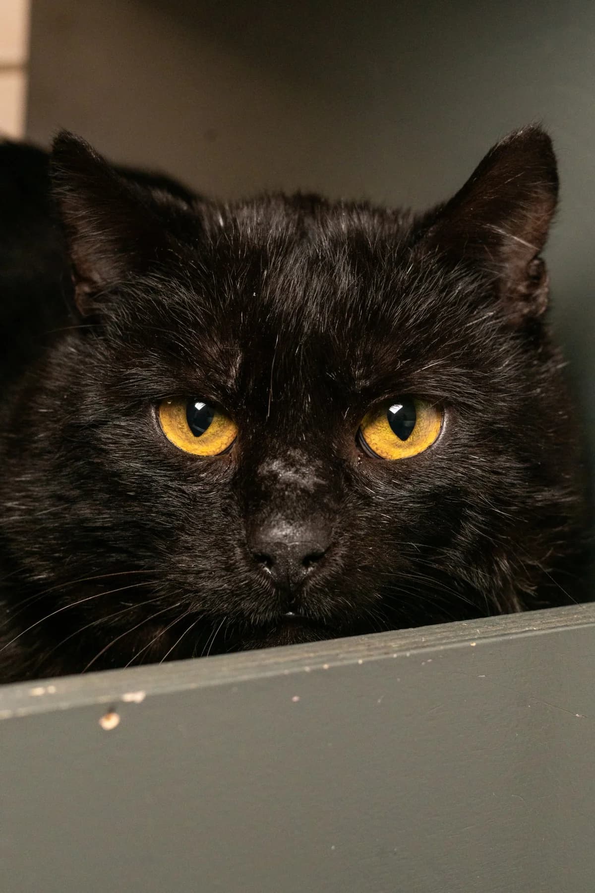 Pim, 5yo mixed breed for adoption at Hokazo, Uden