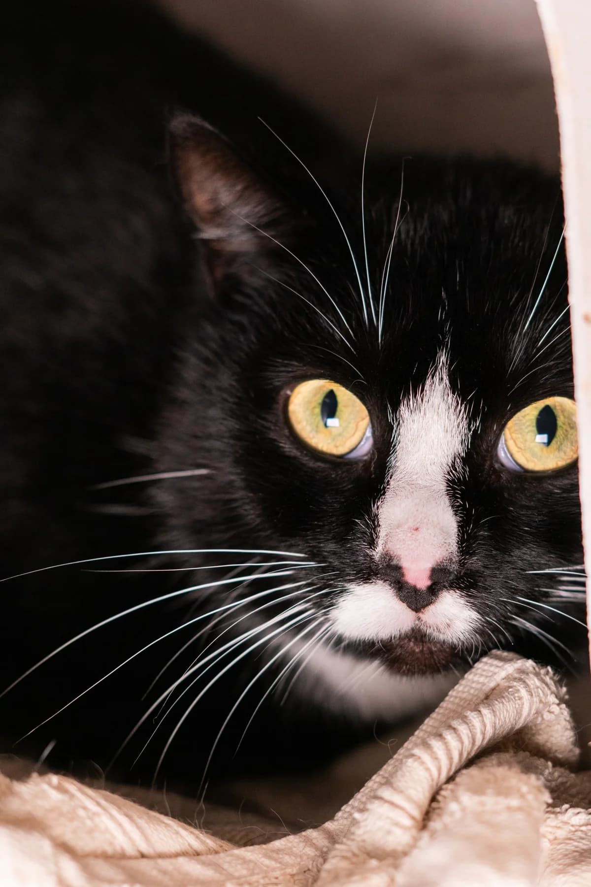 Pluto,  3yo mixed breed for adoption at Hokazo, Uden