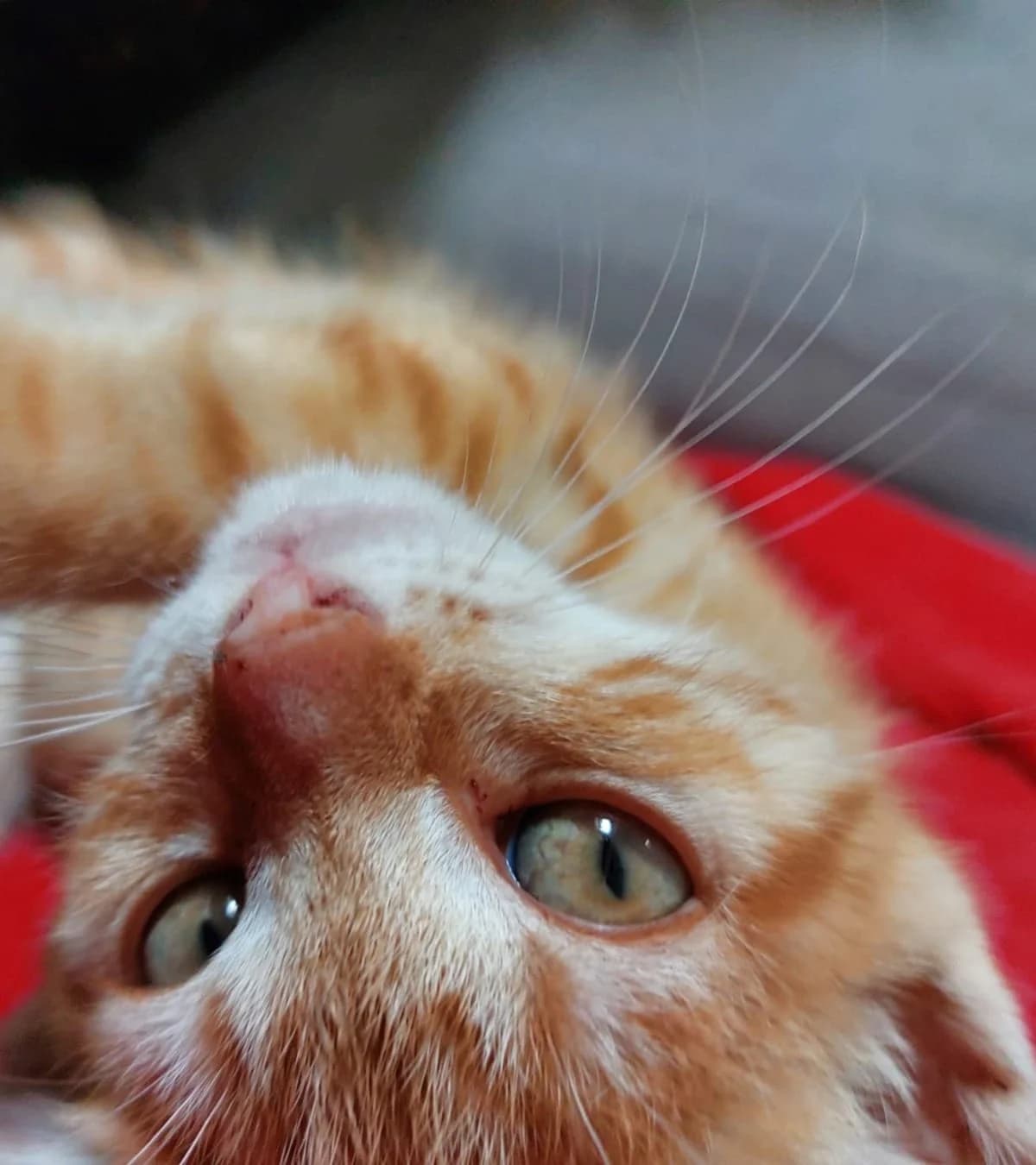 Poesje Rood,  mixed breed for adoption at Hokazo, Uden