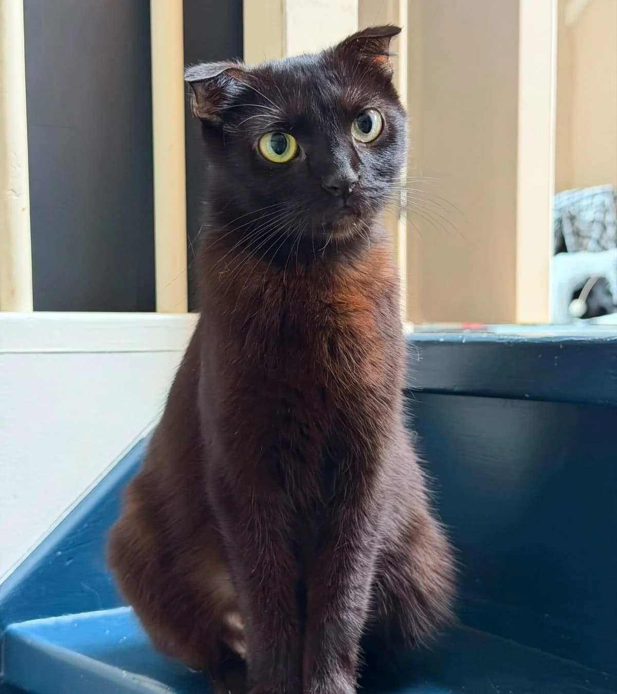 Polly,  4yo Scottish Fold for adoption at Hokazo, Uden