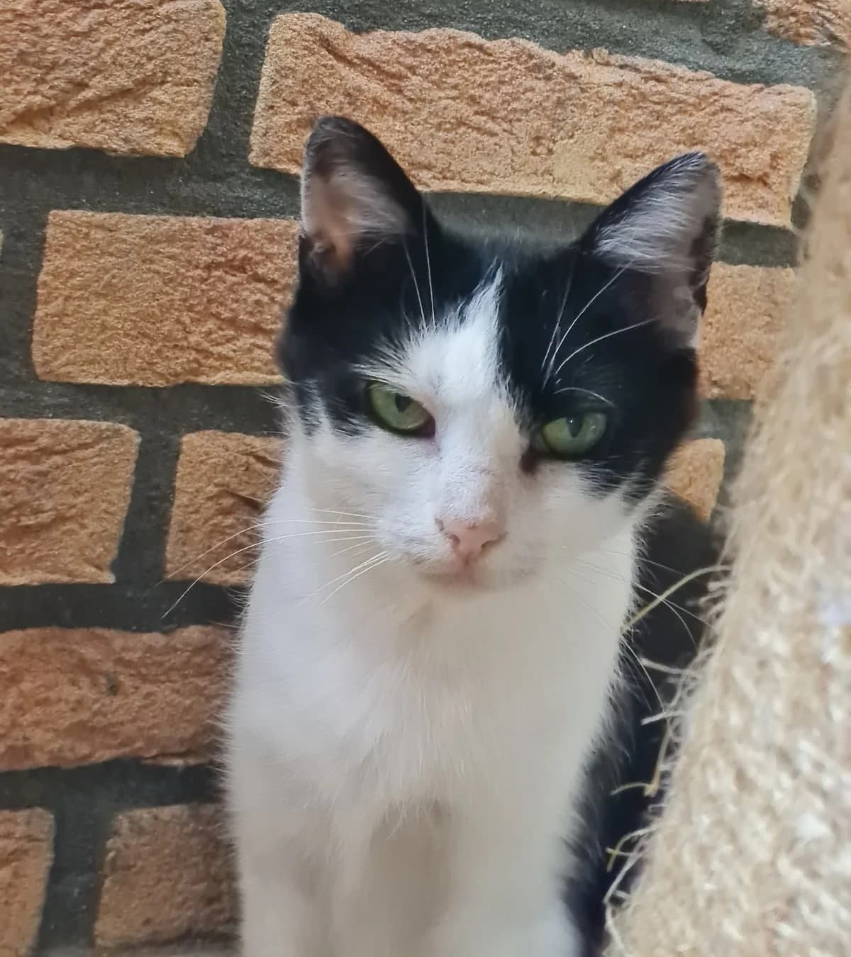 Poppy,  4yo mixed breed for adoption at Hokazo, Uden