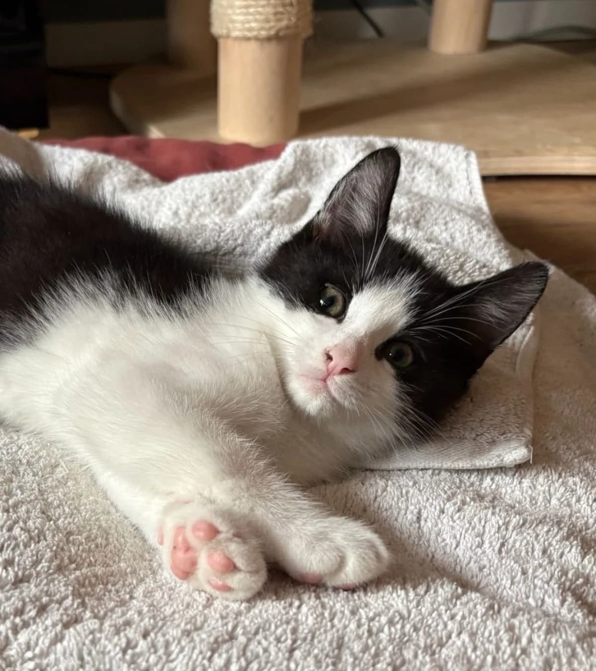 Pumbaa,  mixed breed for adoption at Hokazo, Uden