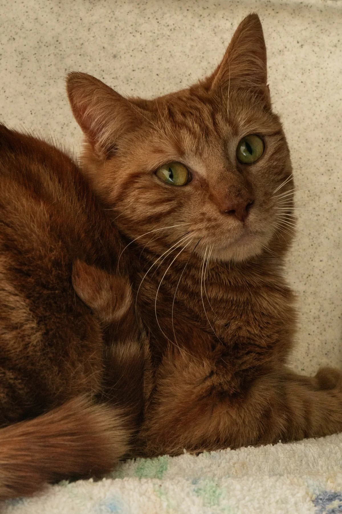 Pumpkin, 3yo mixed breed for adoption at Hokazo, Uden