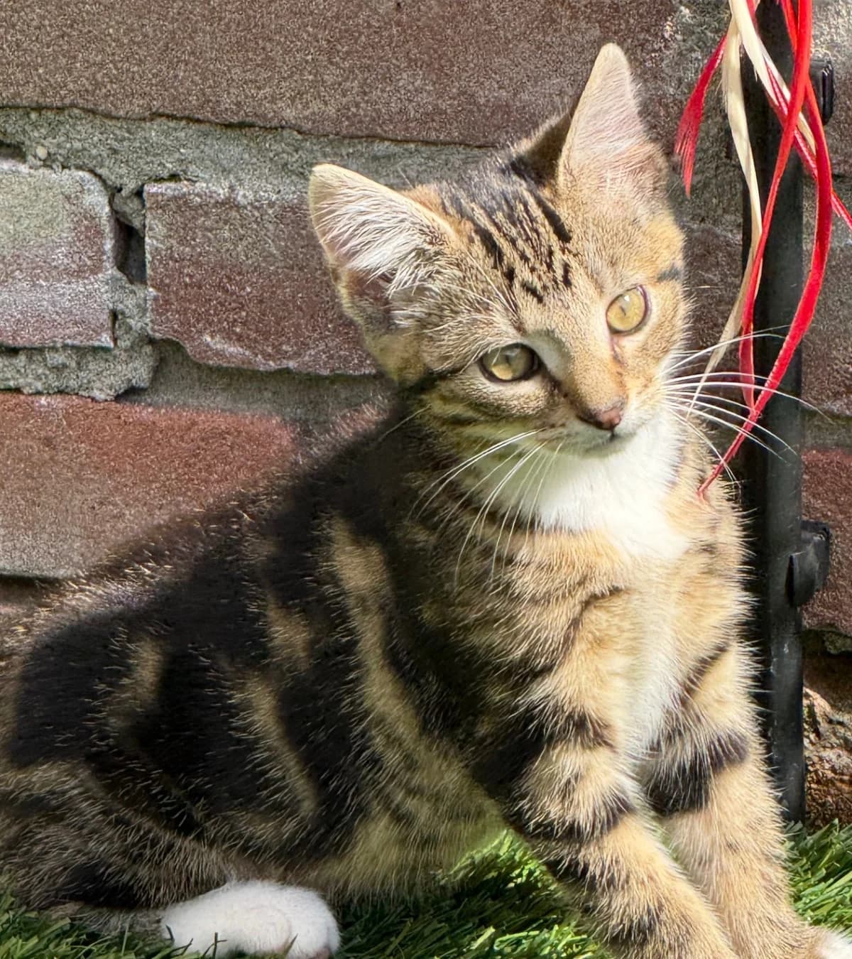 Punky,  puppy mixed breed for adoption at Hokazo, Uden