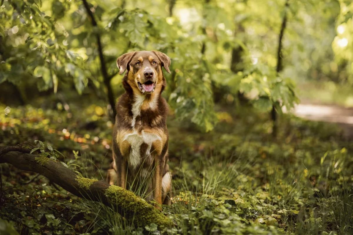 Raffi, male mixed breed for adoption at Hokazo, Uden