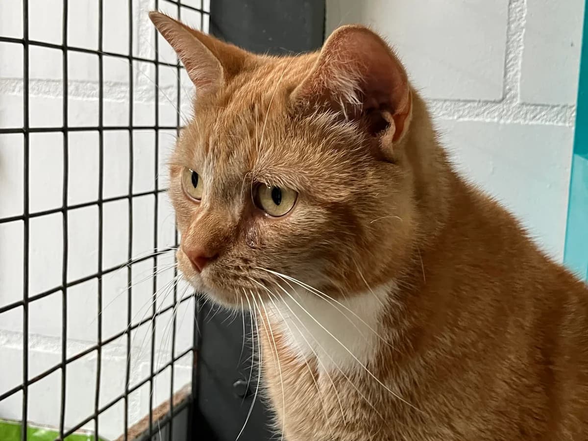Red, rood  young mixed breed for adoption at Hokazo, Uden