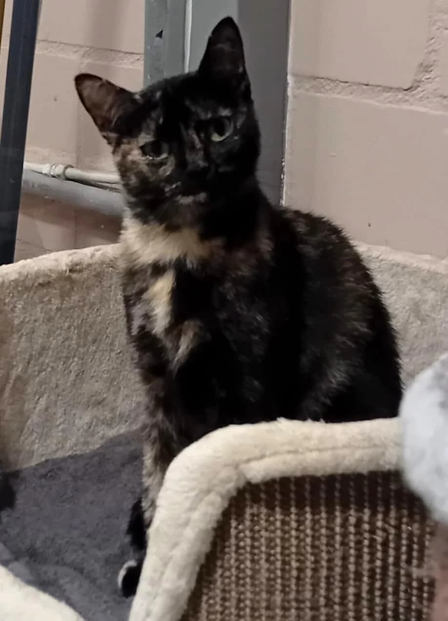 Reeses,  4yo mixed breed for adoption at Hokazo, Uden