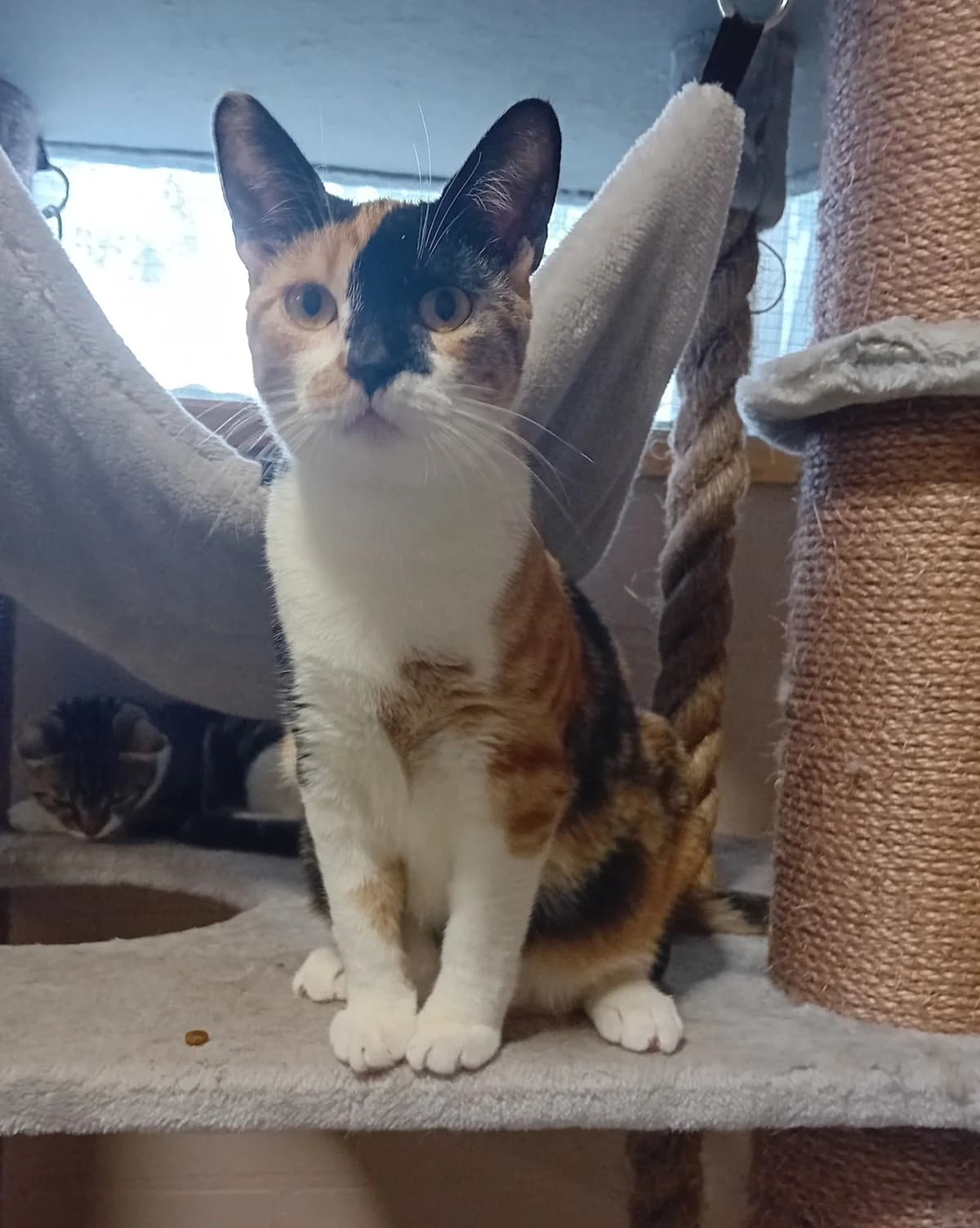 Rima,  3yo mixed breed for adoption at Hokazo, Uden
