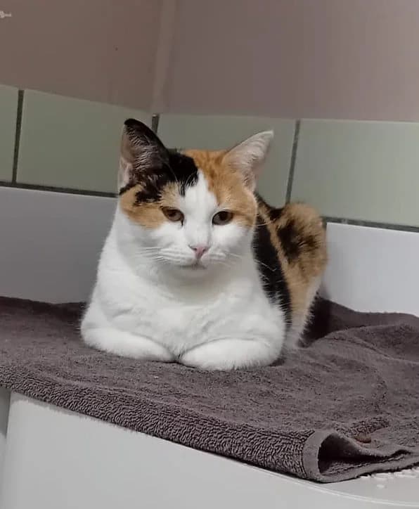 Robin,  3yo mixed breed for adoption at Hokazo, Uden