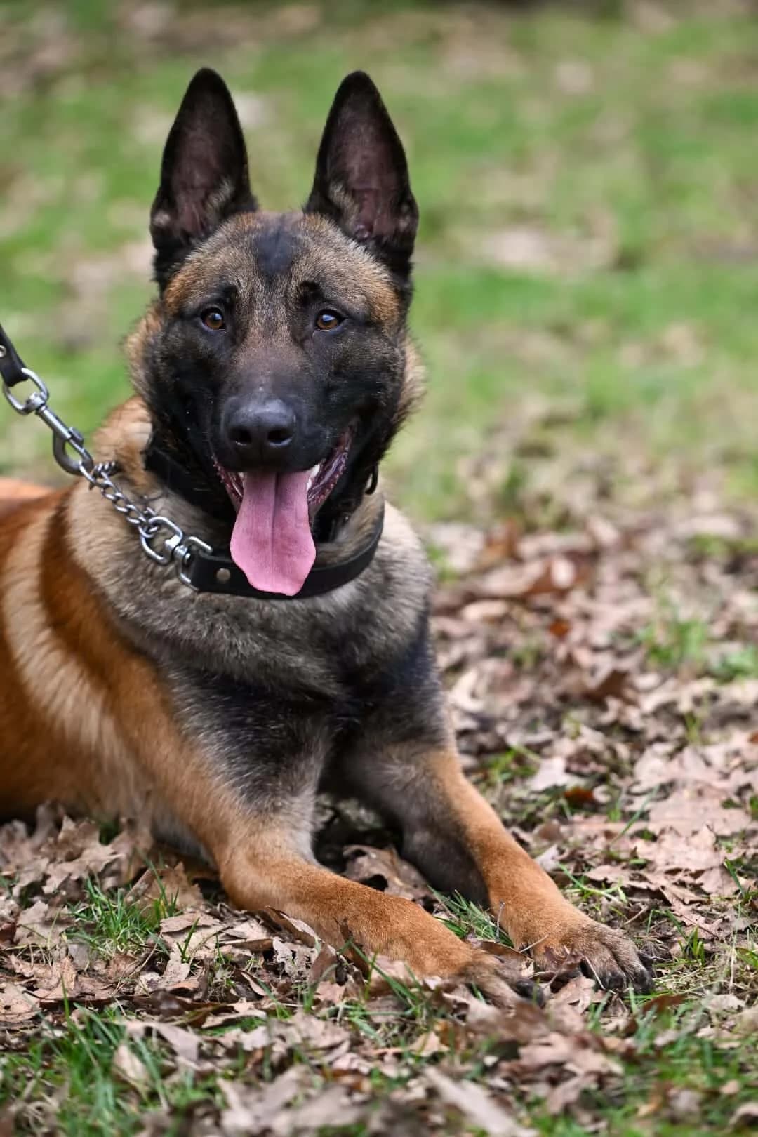 Rocky, male 3yo mixed breed for adoption at Hokazo, Uden