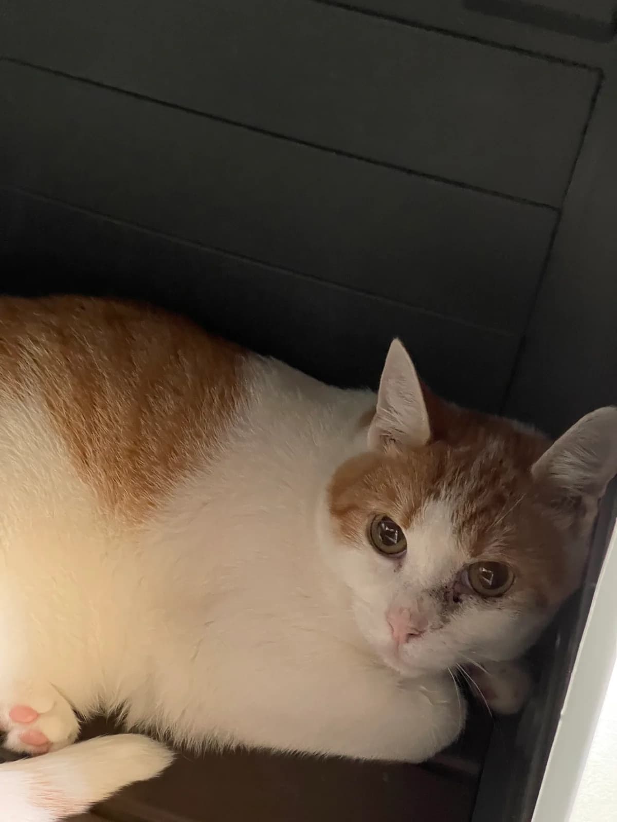 Ronald,  3yo mixed breed for adoption at Hokazo, Uden