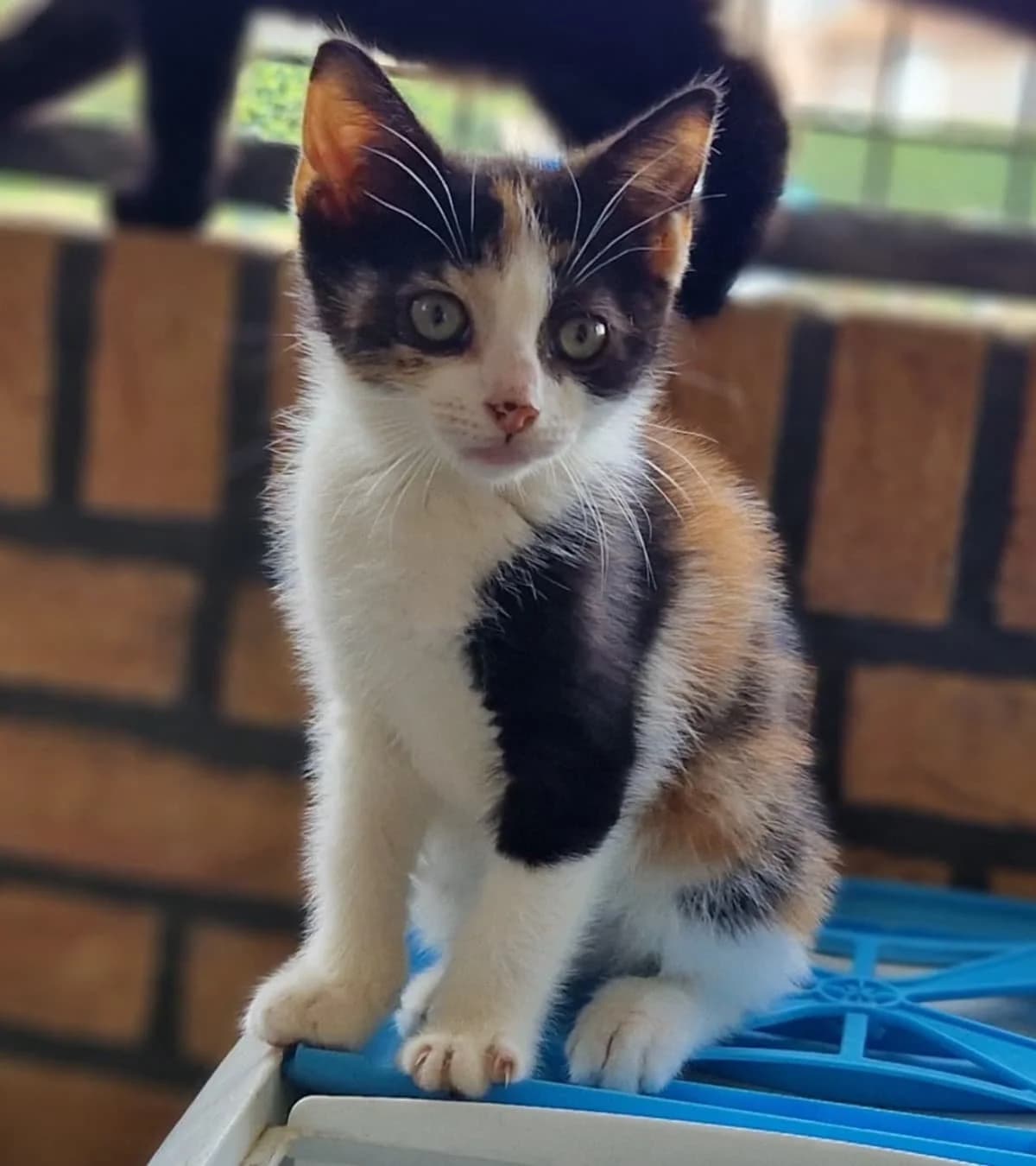Rosan,  mixed breed for adoption at Hokazo, Uden