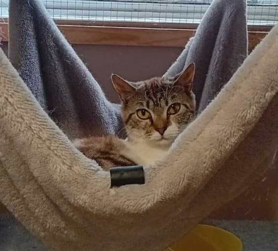 Rosanne,  mixed breed for adoption at Hokazo, Uden