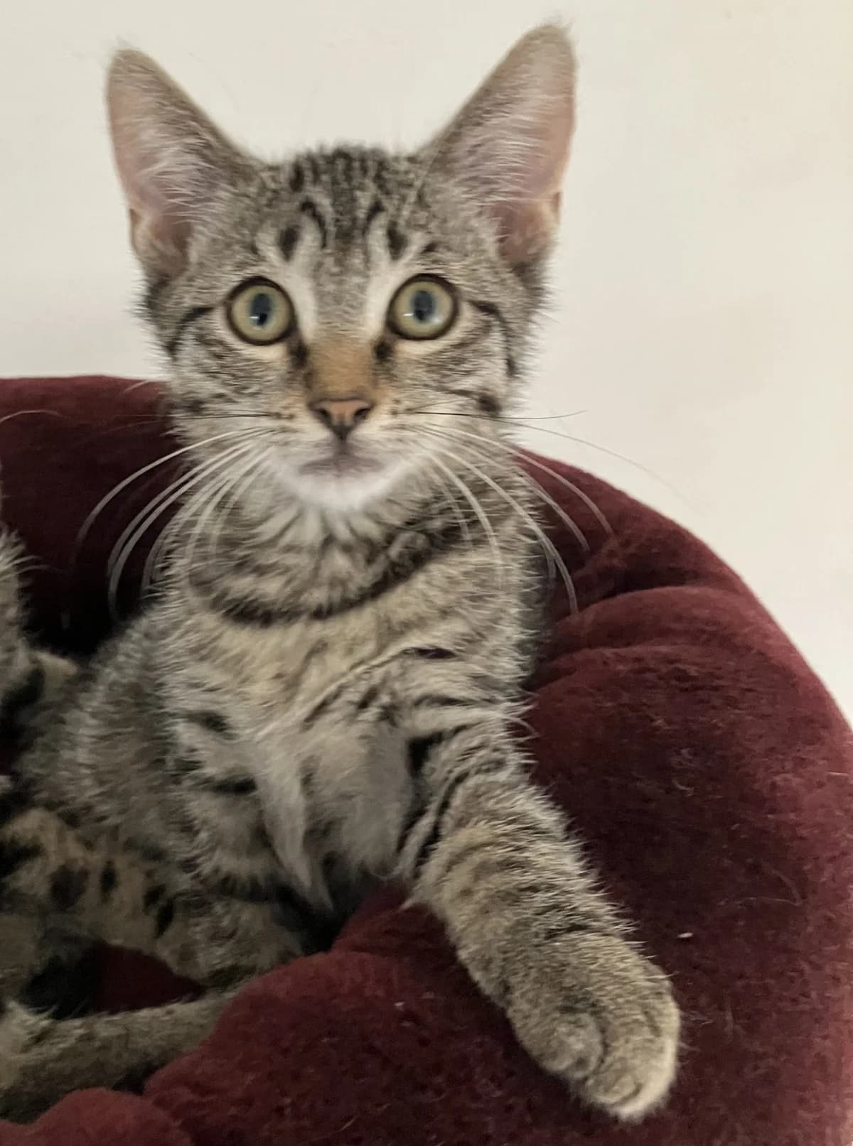 Rowan,  mixed breed for adoption at Hokazo, Uden