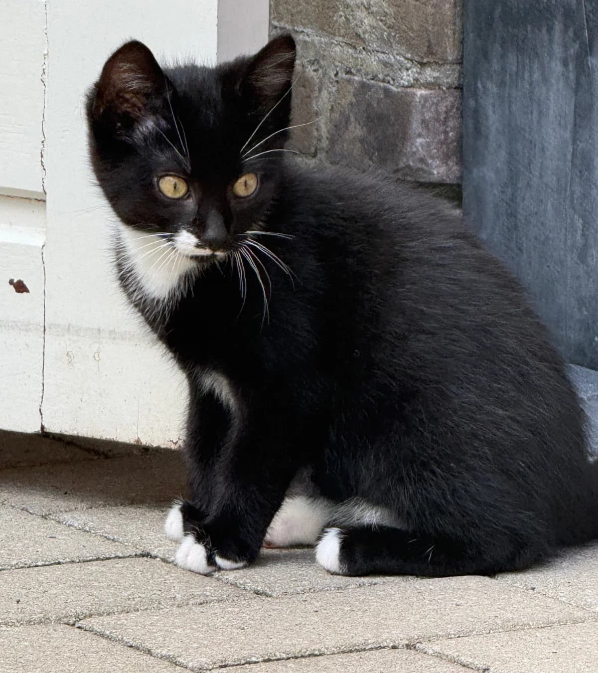 Sammy,  mixed breed for adoption at Hokazo, Uden