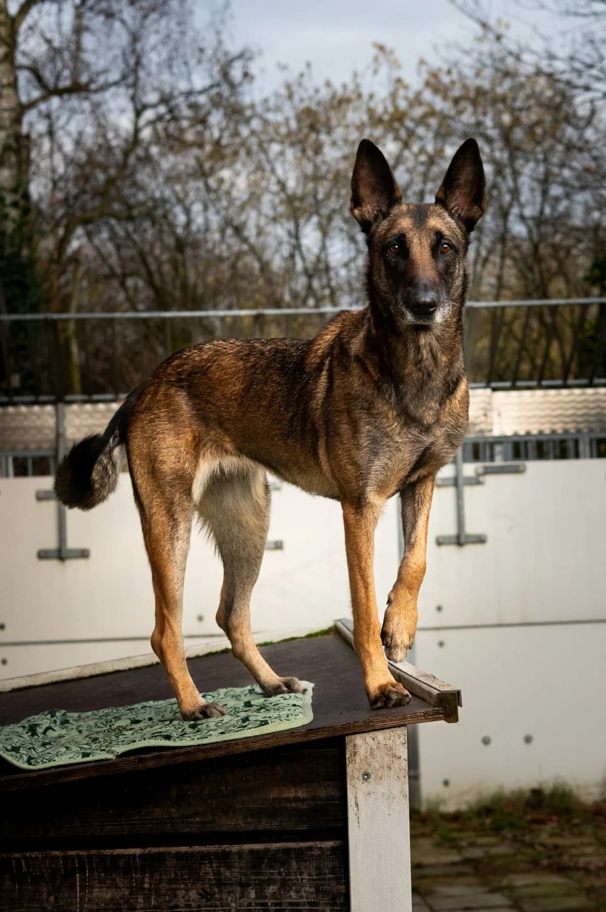 Sandy, female senior mixed breed for adoption at Hokazo, Uden