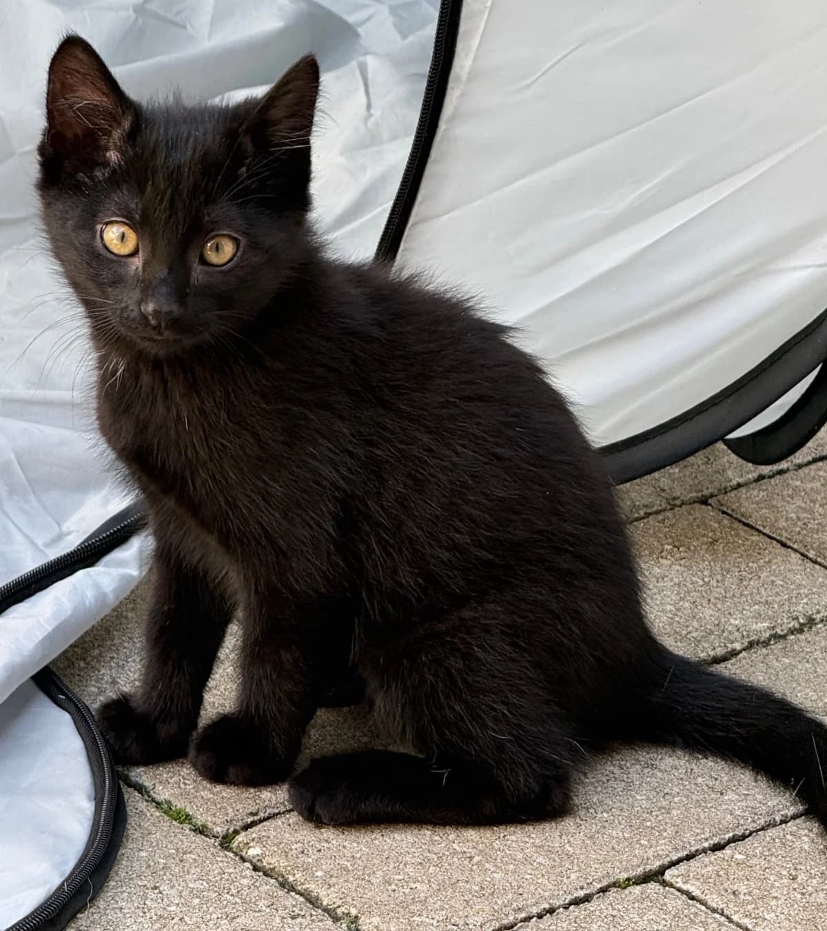 Smoky, zwart  puppy mixed breed for adoption at Hokazo, Uden