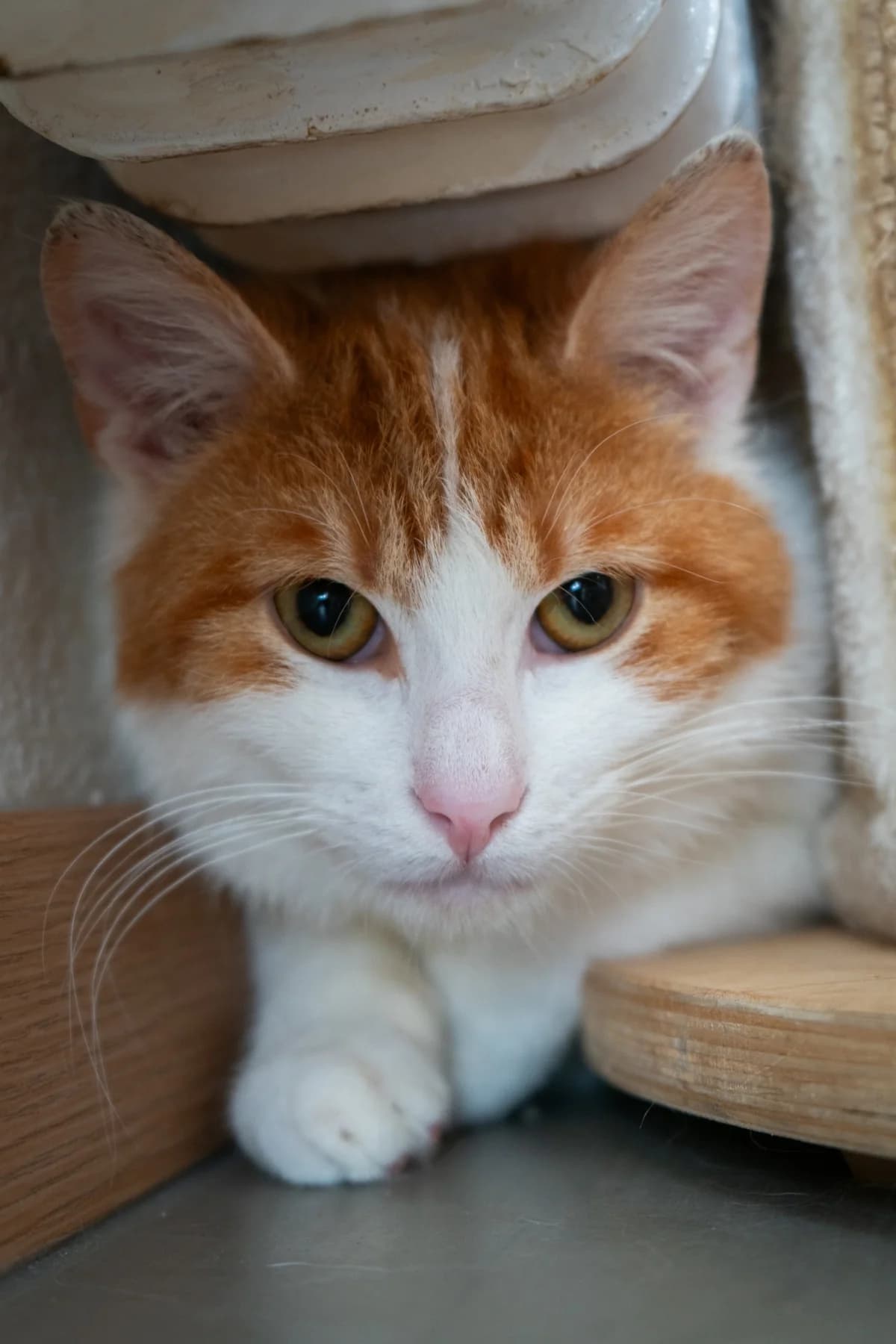Spice,  3yo mixed breed for adoption at Hokazo, Uden