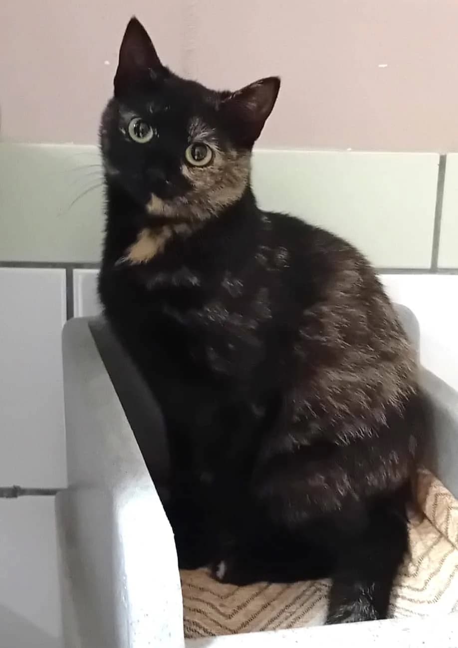 Stacey,  4yo mixed breed for adoption at Hokazo, Uden