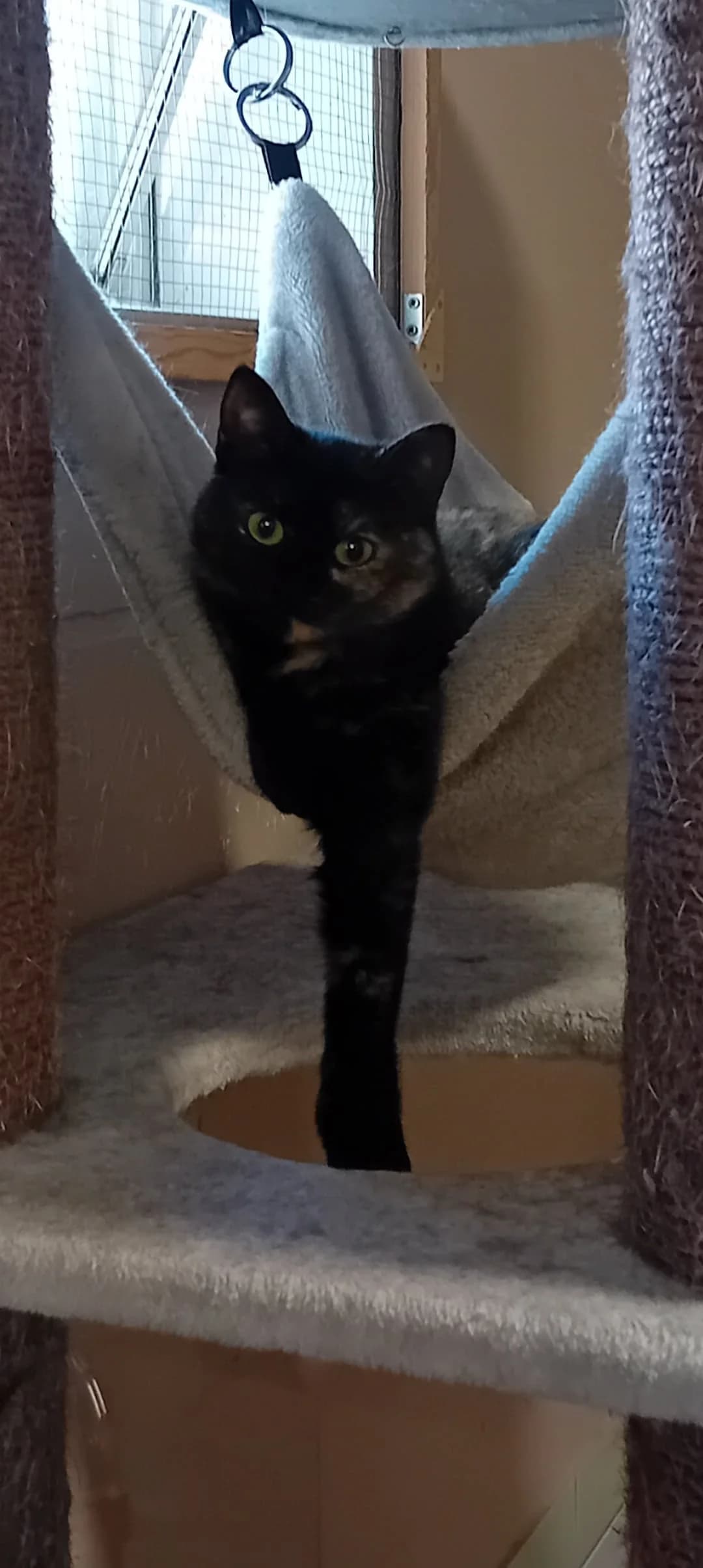 Stacey,  4yo mixed breed for adoption at Hokazo, Uden