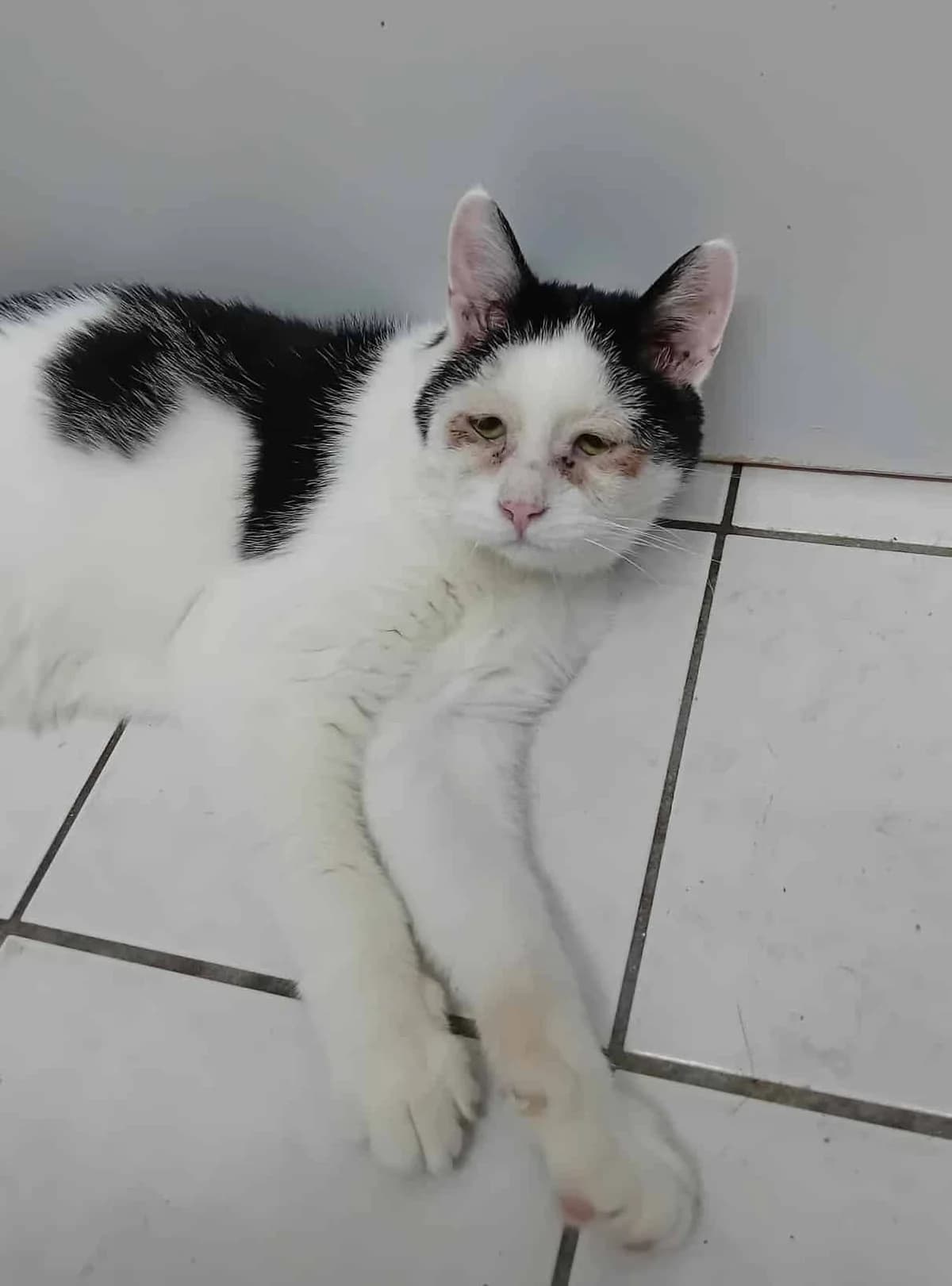 Steef, zwart  4yo mixed breed for adoption at Hokazo, Uden