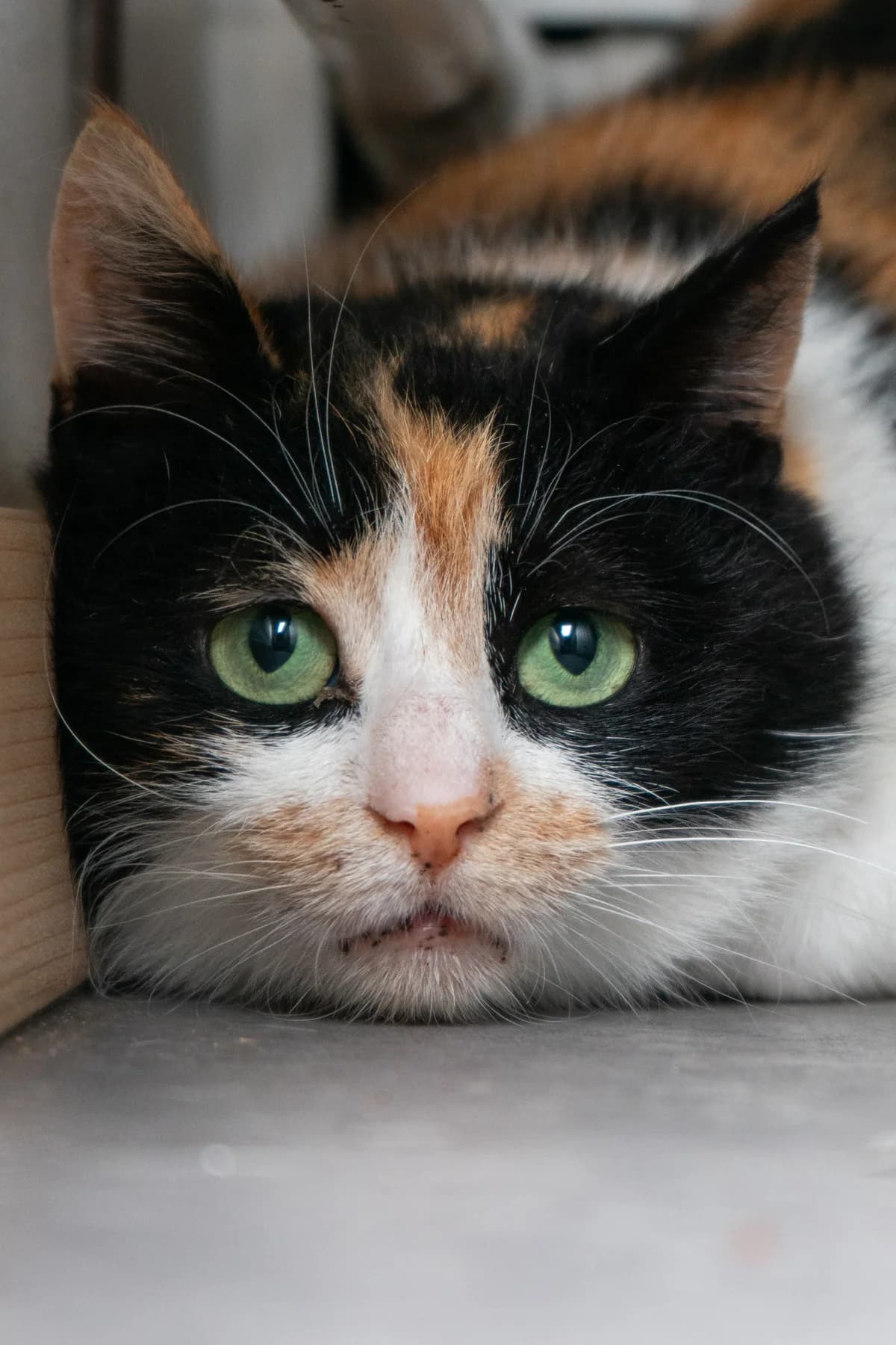 Sugar, 7yo mixed breed for adoption at Hokazo, Uden