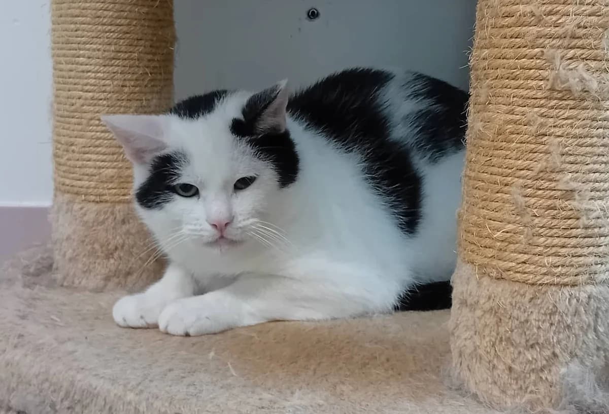 Swiss, wit  senior mixed breed for adoption at Hokazo, Uden