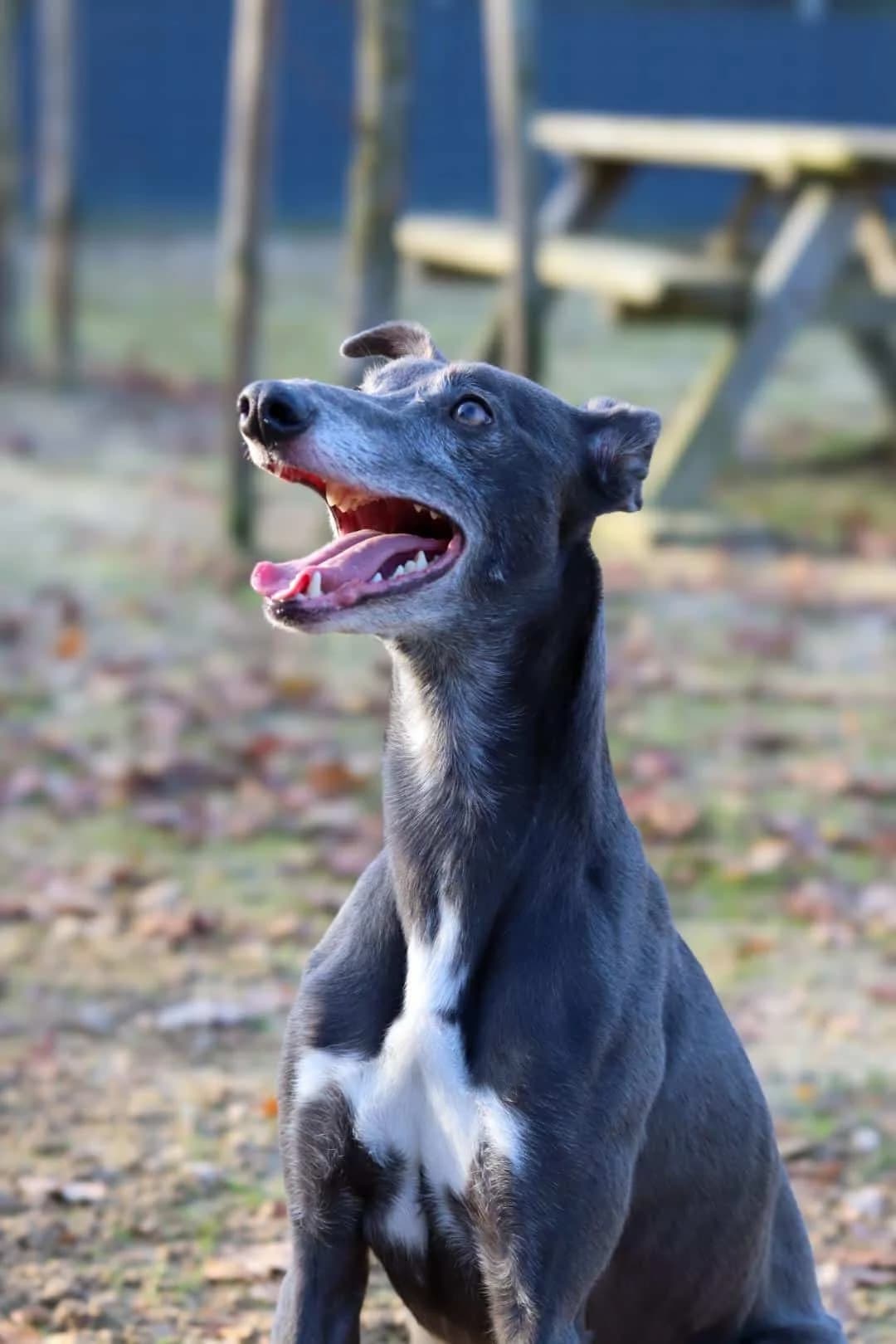 Taxi / Peppi, male 3yo Whippet for adoption at Hokazo, Uden