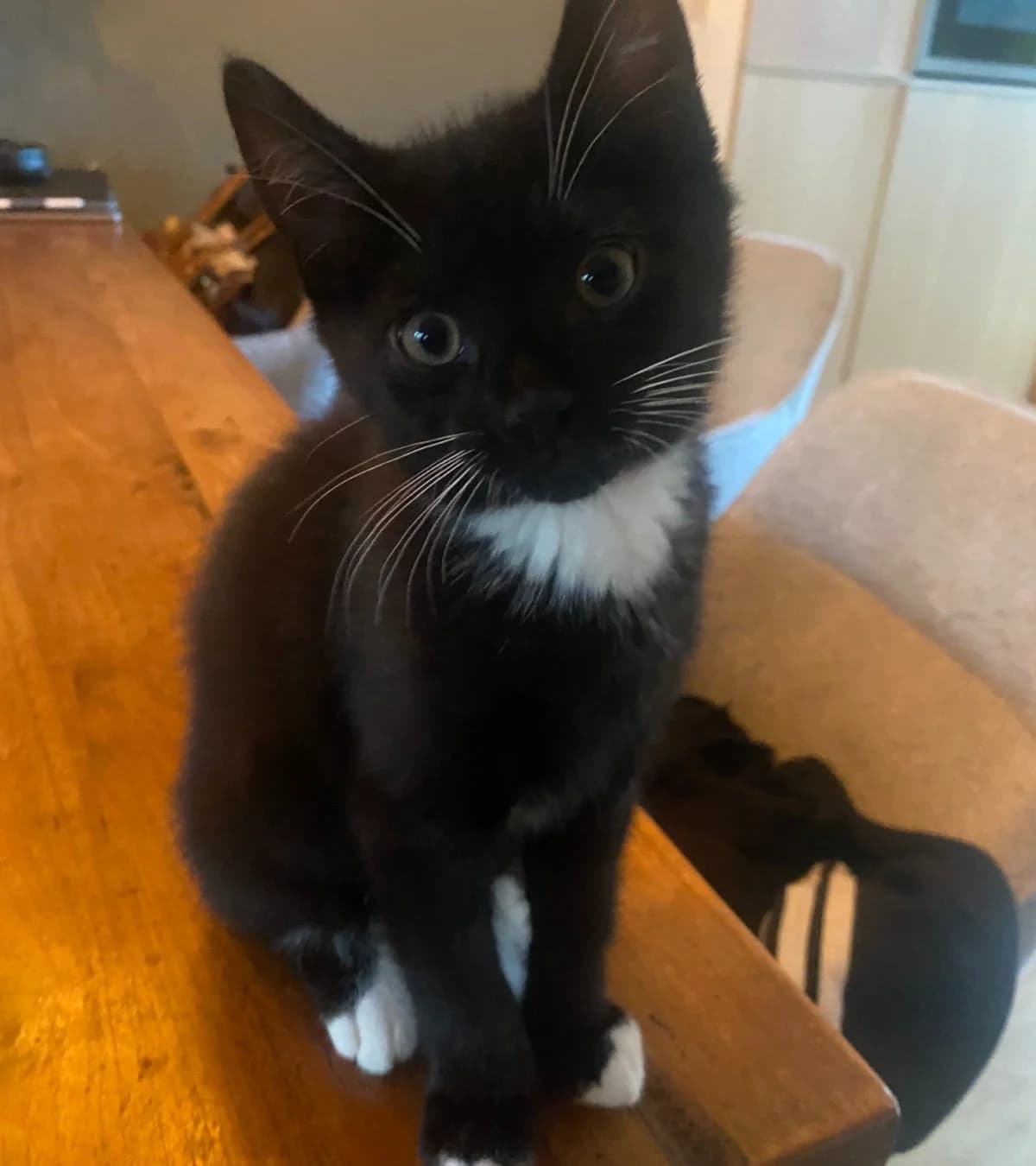 Timon,  mixed breed for adoption at Hokazo, Uden